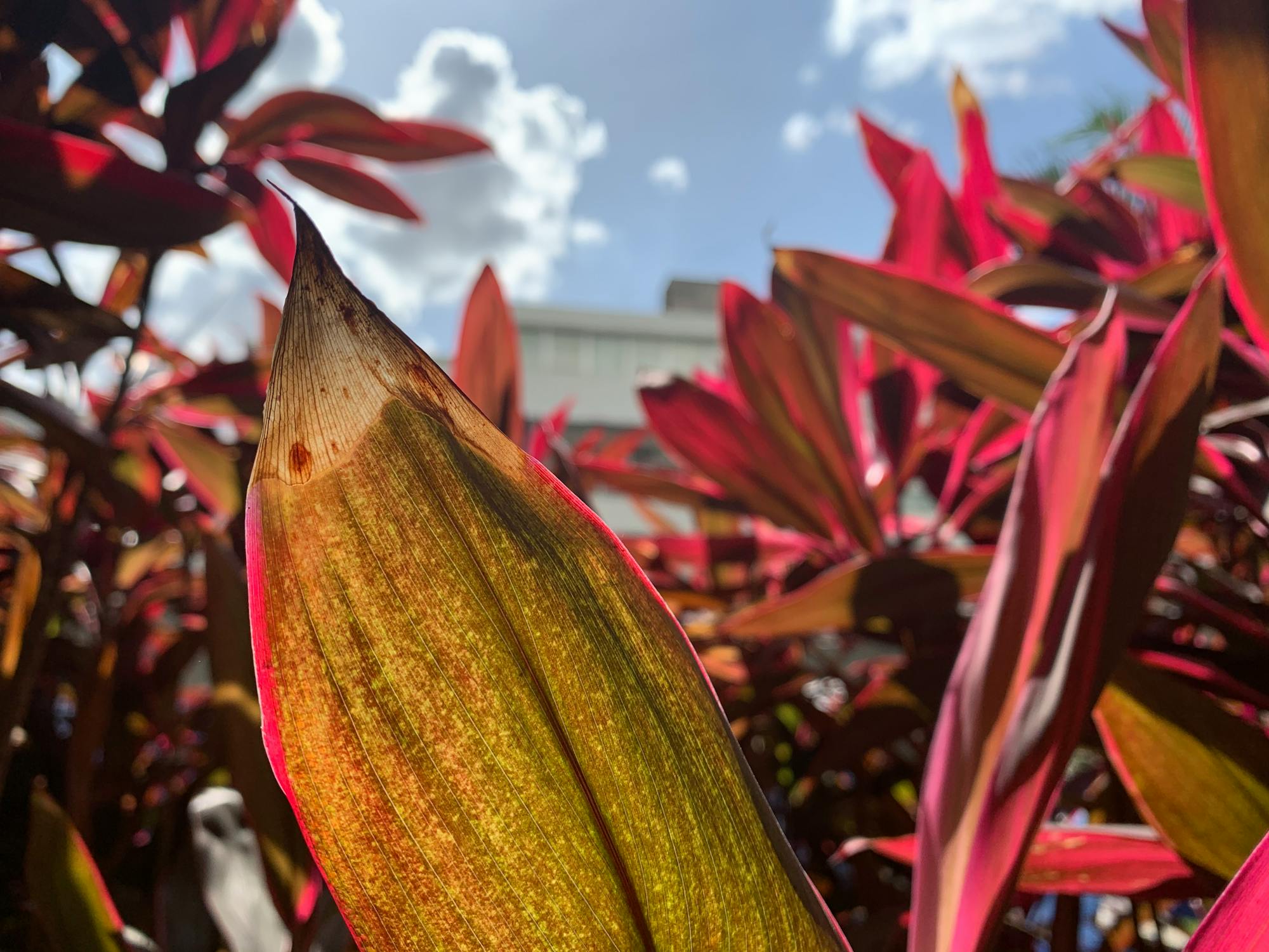 Revolusi Desktop Linux Dimulai! GNOME Foundation Ungkap Visi Cemerlang 2025 dan Kejutan Besar untuk Pengguna