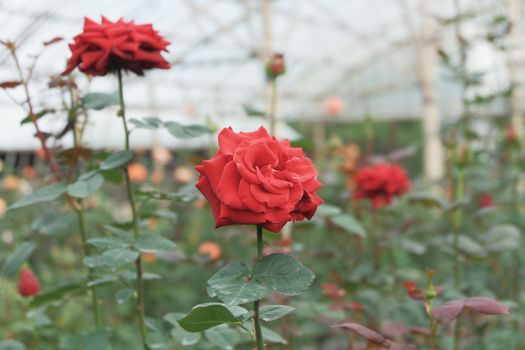 Manawatu 1923: Ketika Kebun Terbengkalai Mengancam Perekonomian Lokal