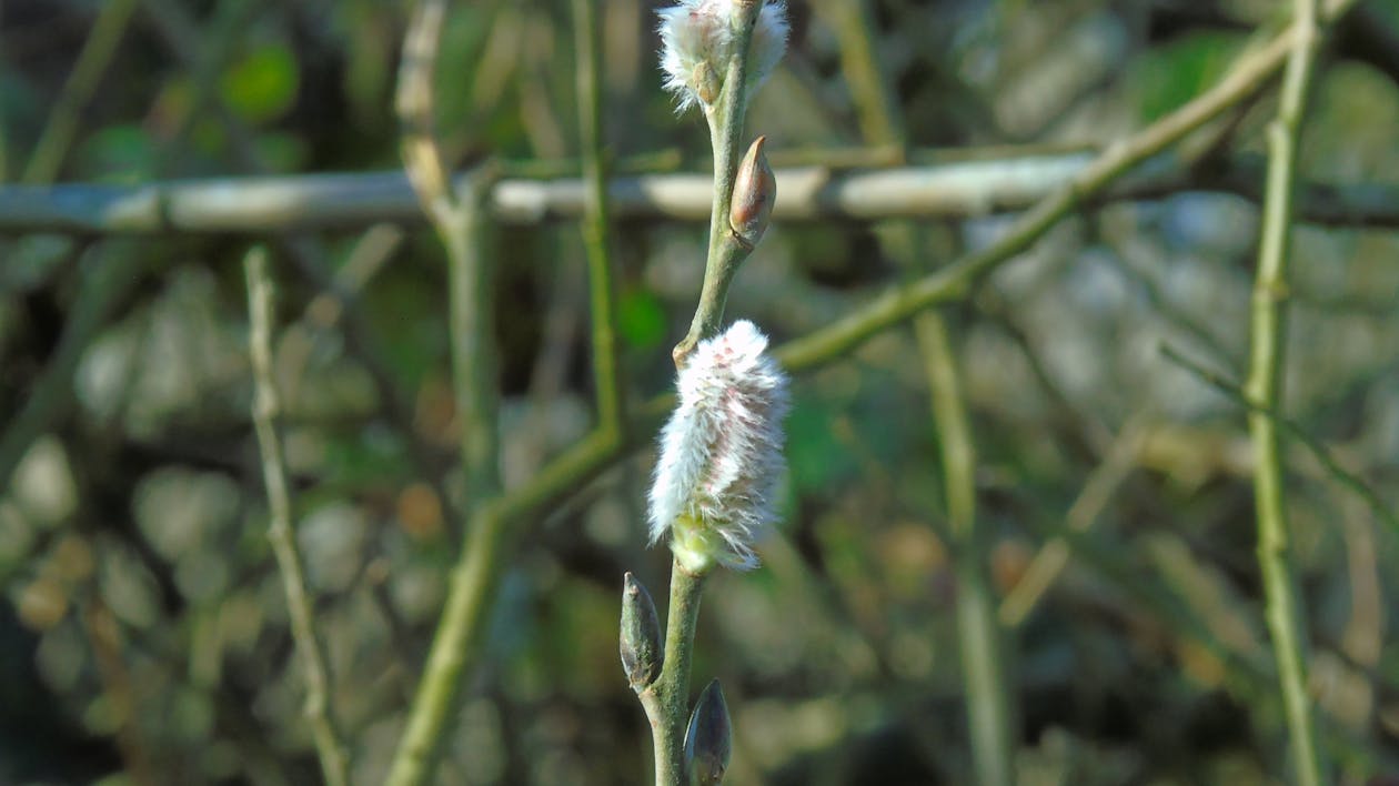 Terobosan Prabowo: Kirim Ratusan Mahasiswa Kedokteran ke Selandia Baru, Solusi Krisis Dokter Indonesia?