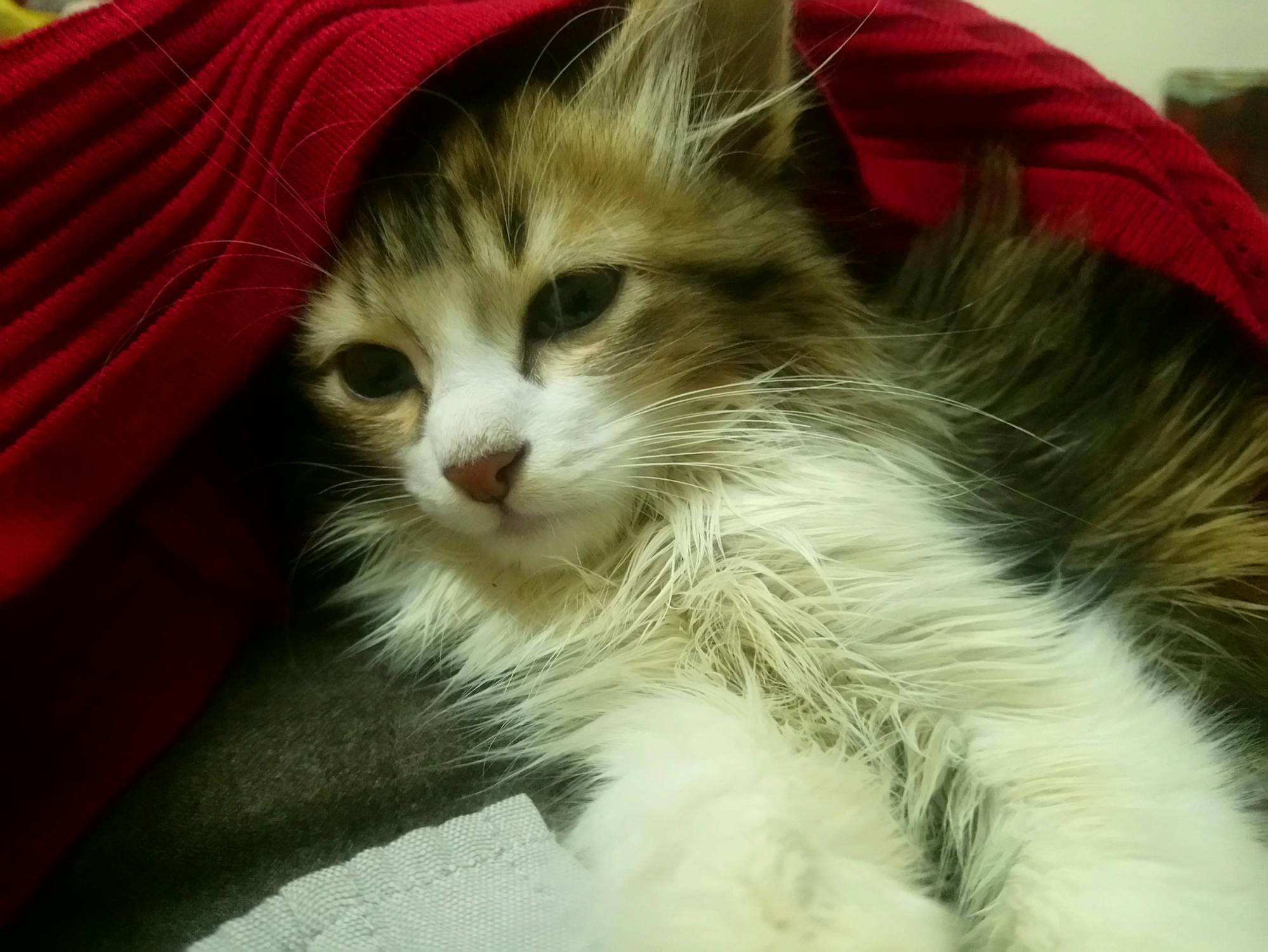 Fajar Harapan Baru: Mengapa Gerakan Sosial Lebih Penting dari Sekadar Pemilu untuk Perubahan Sejati