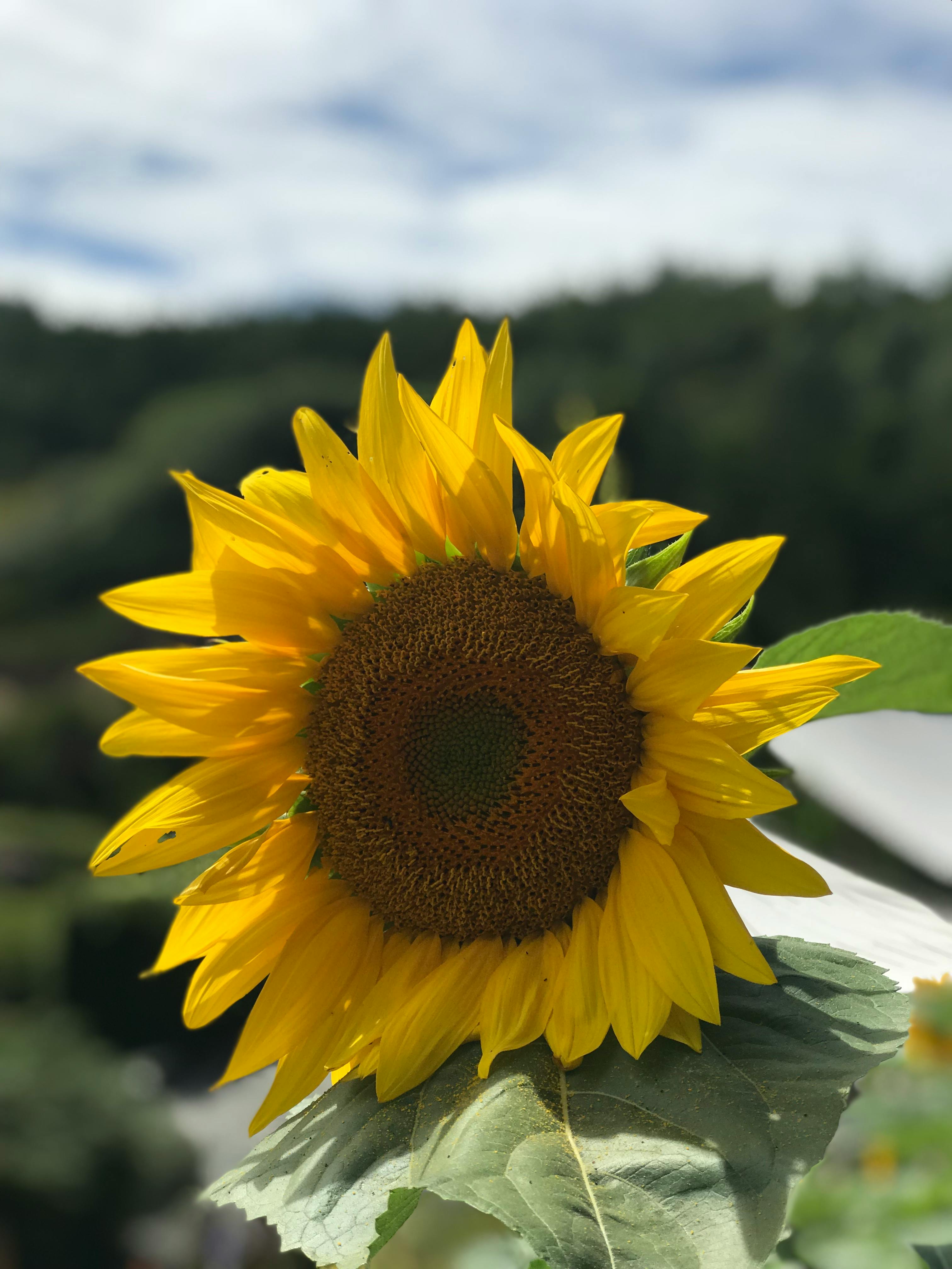 Soeharto dan Tragedi 1965: Menguak Kembali Narasi Pahlawan yang Berlumur Darah