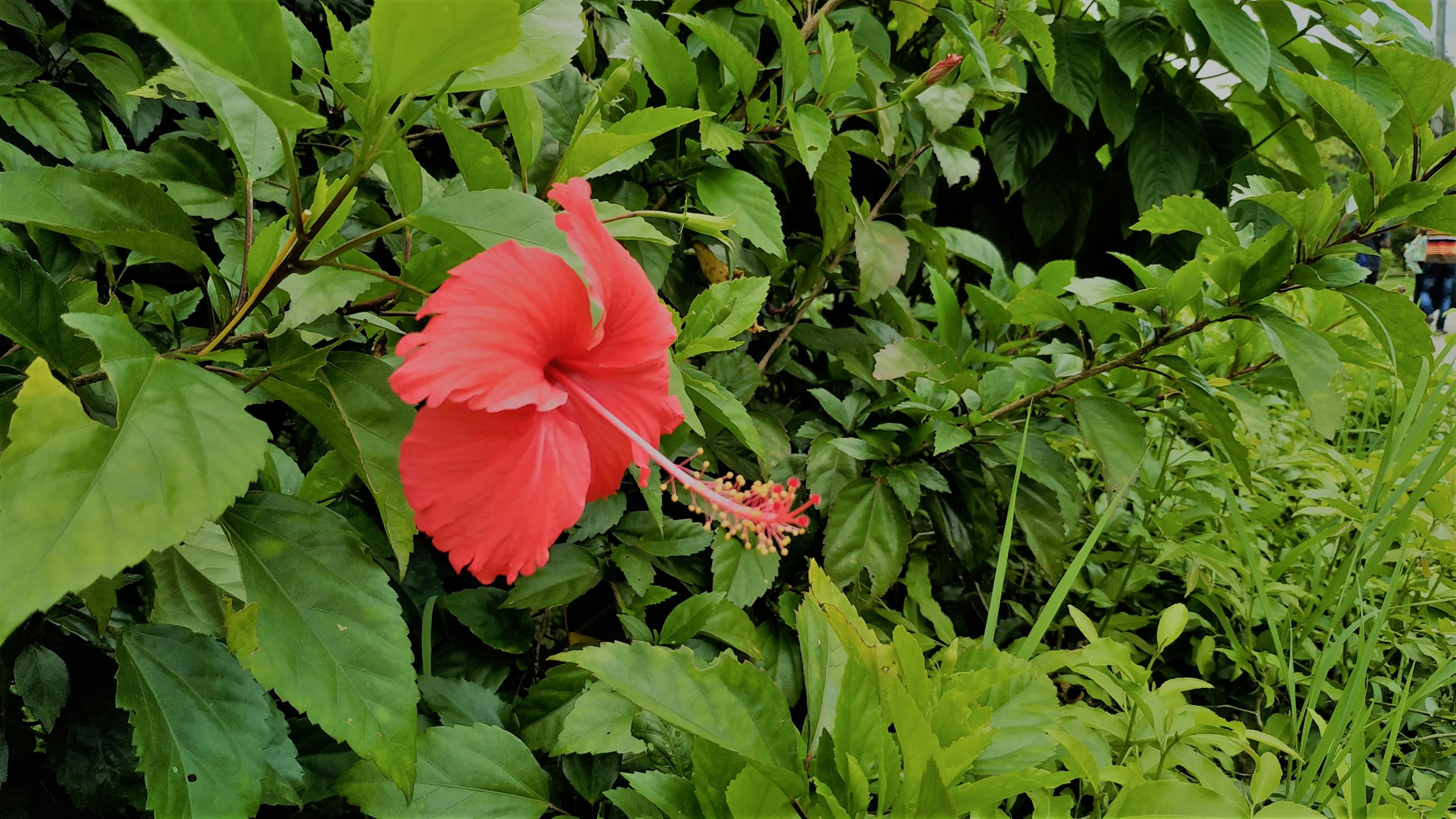 Ketika Suara Guru Madrasah Sampai ke Istana: Mungkinkah Tuntutan PPPK Segera Terwujud?
