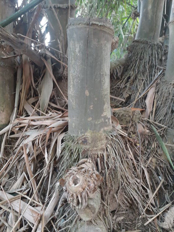 Cyberpunk 2077: Lebih dari Sekadar Angka! Kisah Fenomenal 35 Juta Kopi Terjual dan Kebangkitan yang Menggemparkan Industri Game