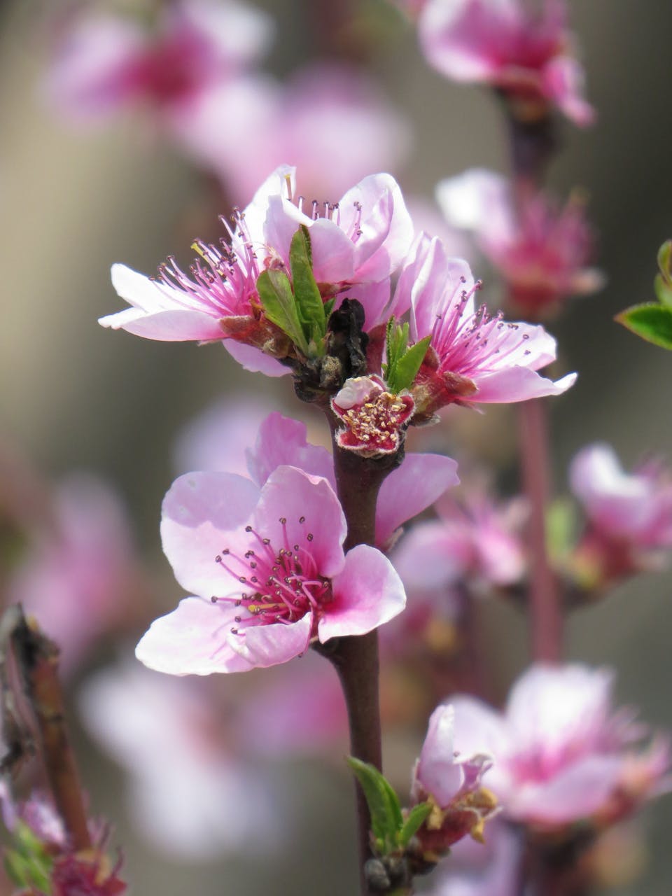 Ahli Gizi di SPPG: Mengurai Polemik, Mengapa Peran BGN Krusial untuk Generasi Emas Indonesia?