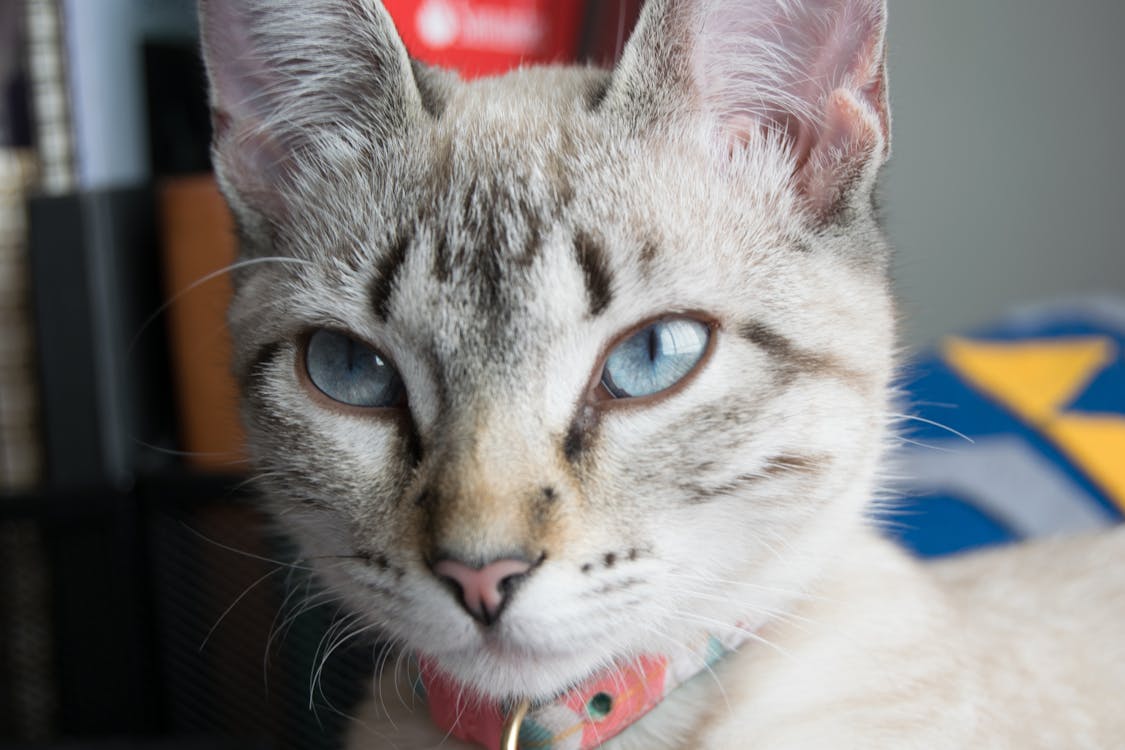 Kontroversi 'Zoopunk': Dikira AI, Developer TiGames Tegaskan Game Kelinci Ini Buatan Manusia Sejati!