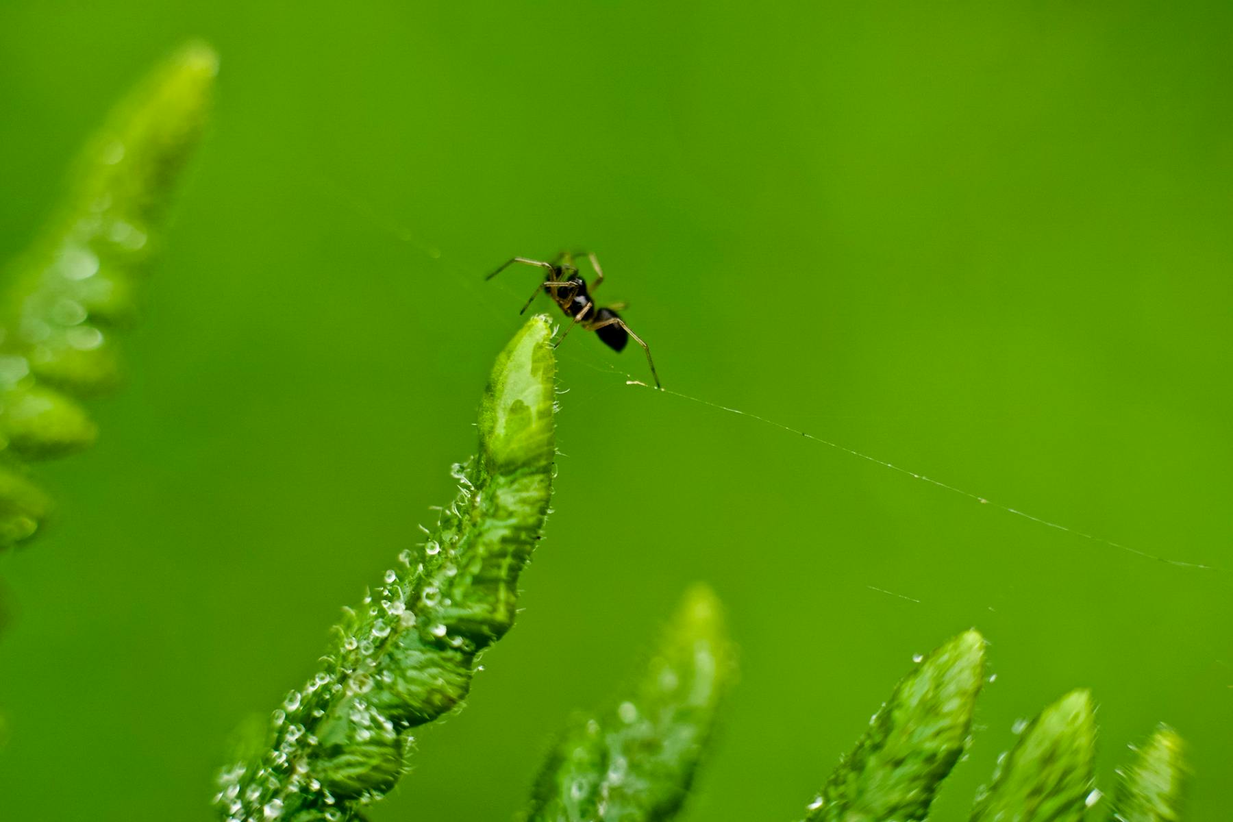 Transformasi Luar Biasa: 1.000 Keluarga di Pemalang "Lulus" dari Bantuan Sosial, Gus Ipul Ungkap Kunci Kolaborasi Berkelanjutan!