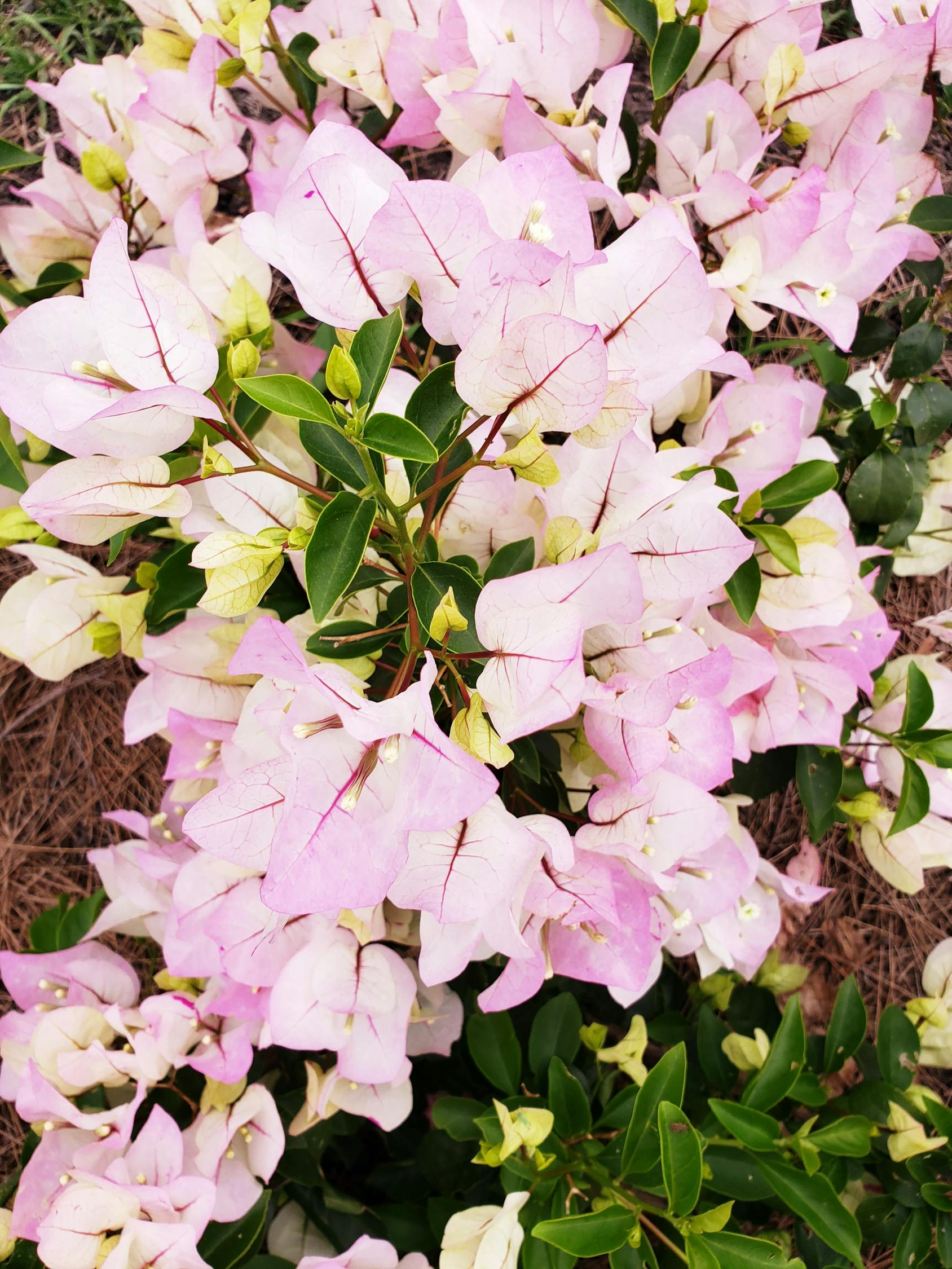 Sinyal Bullish Tersembunyi Bitcoin: Saat RSI-nya Terjun Bebas Melawan Emas, Akankah Sejarah Terulang?