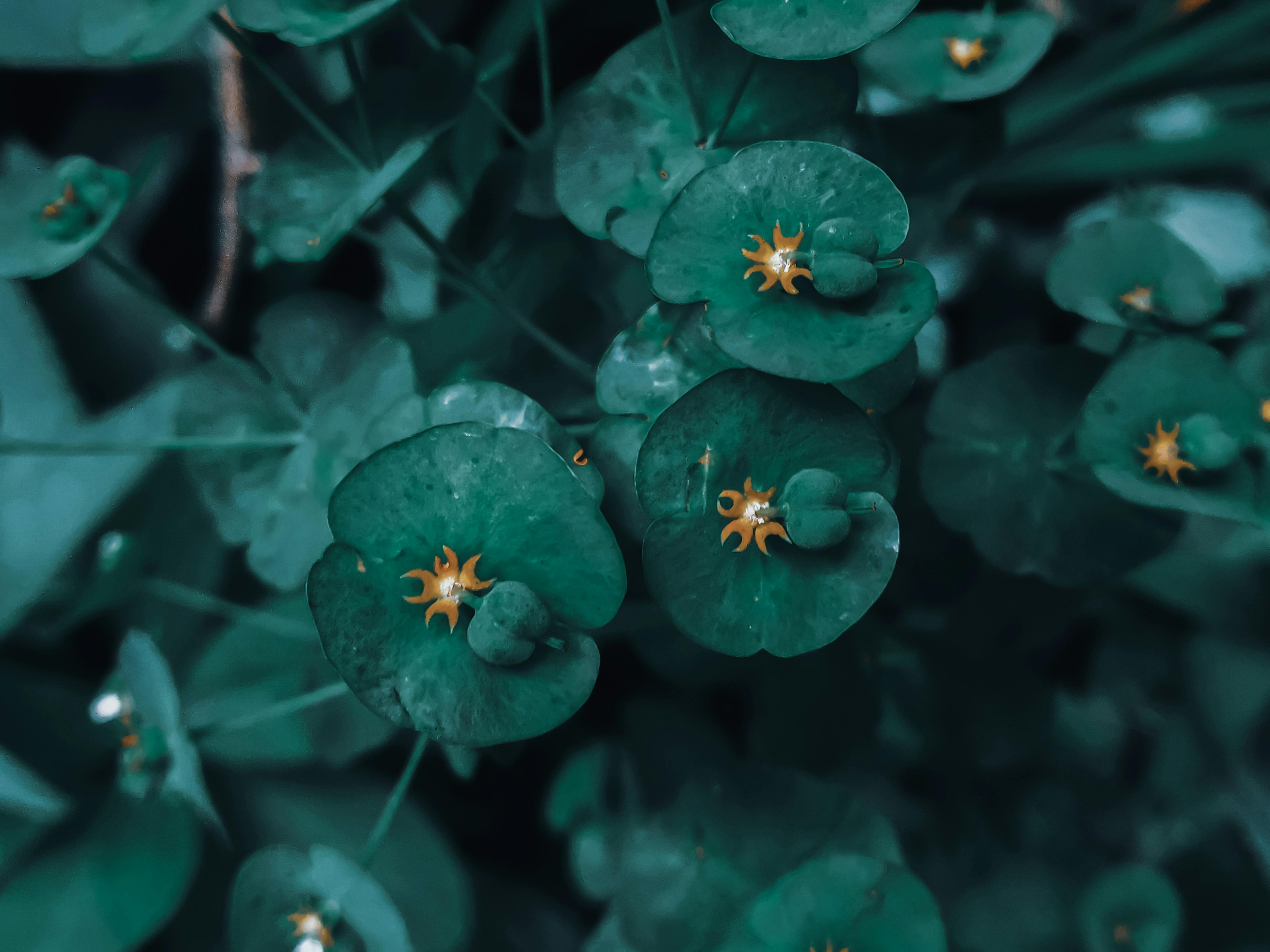 Ketika Rumah Sakit Menolak Nyawa: Tragedi Ibu Hamil di Papua dan Pelanggaran SOP Fatal yang Mengguncang Nurani Bangsa!