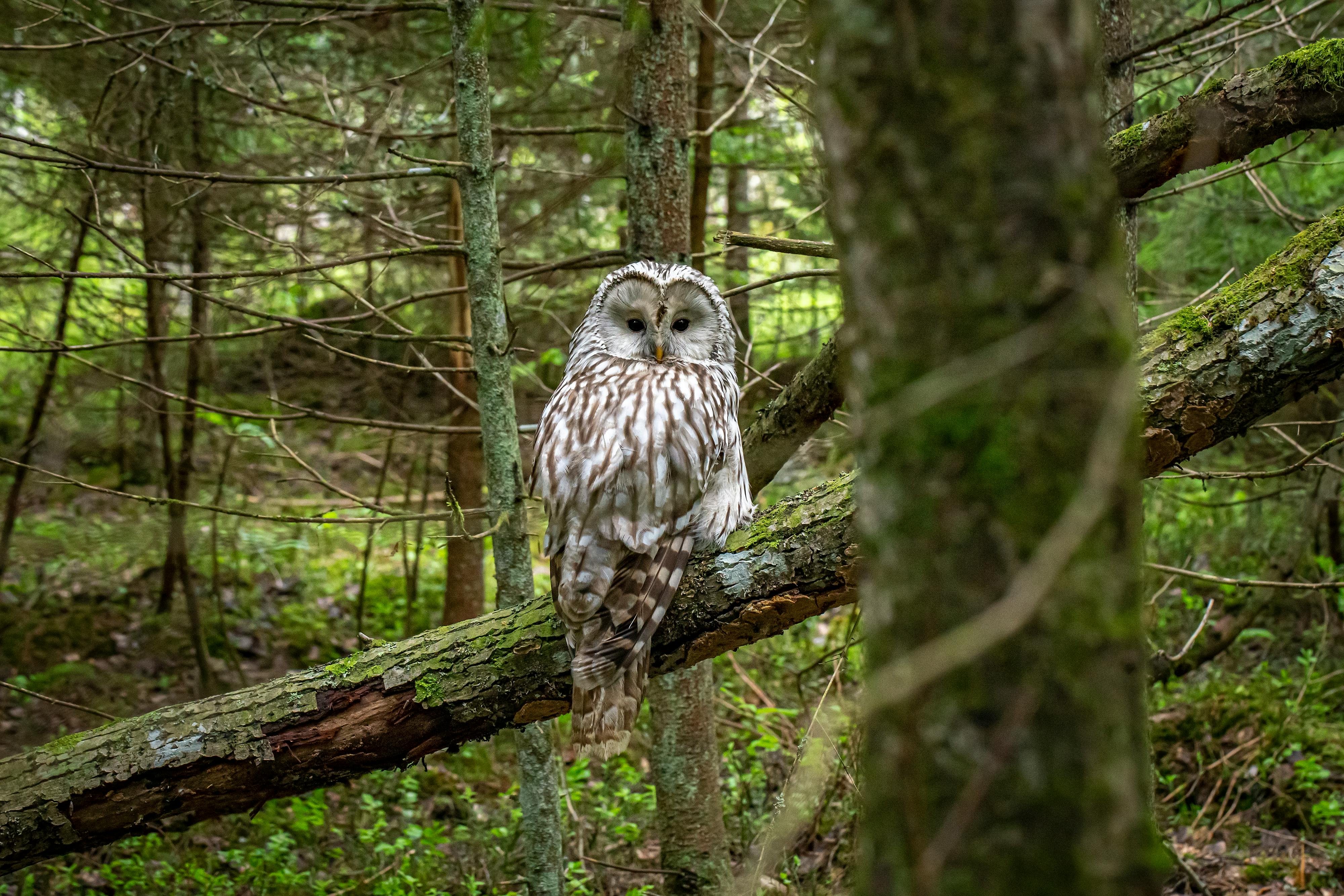 Jenderal Maruli Simanjuntak Bawa Angin Segar: Aturan Baru Tunjangan Prajurit TNI Demi Kesejahteraan Lebih Adil!