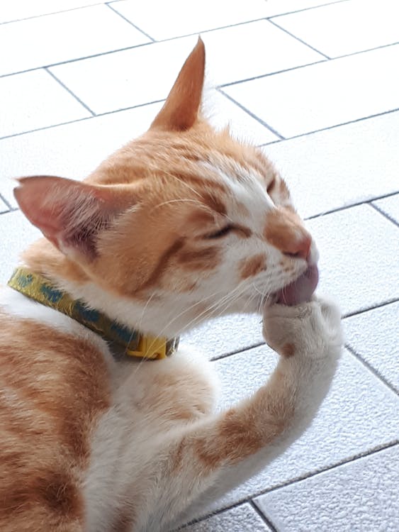 Xbox Game Pass Desember 2025: Kejutan Akhir Tahun dengan Deretan Game Impian!