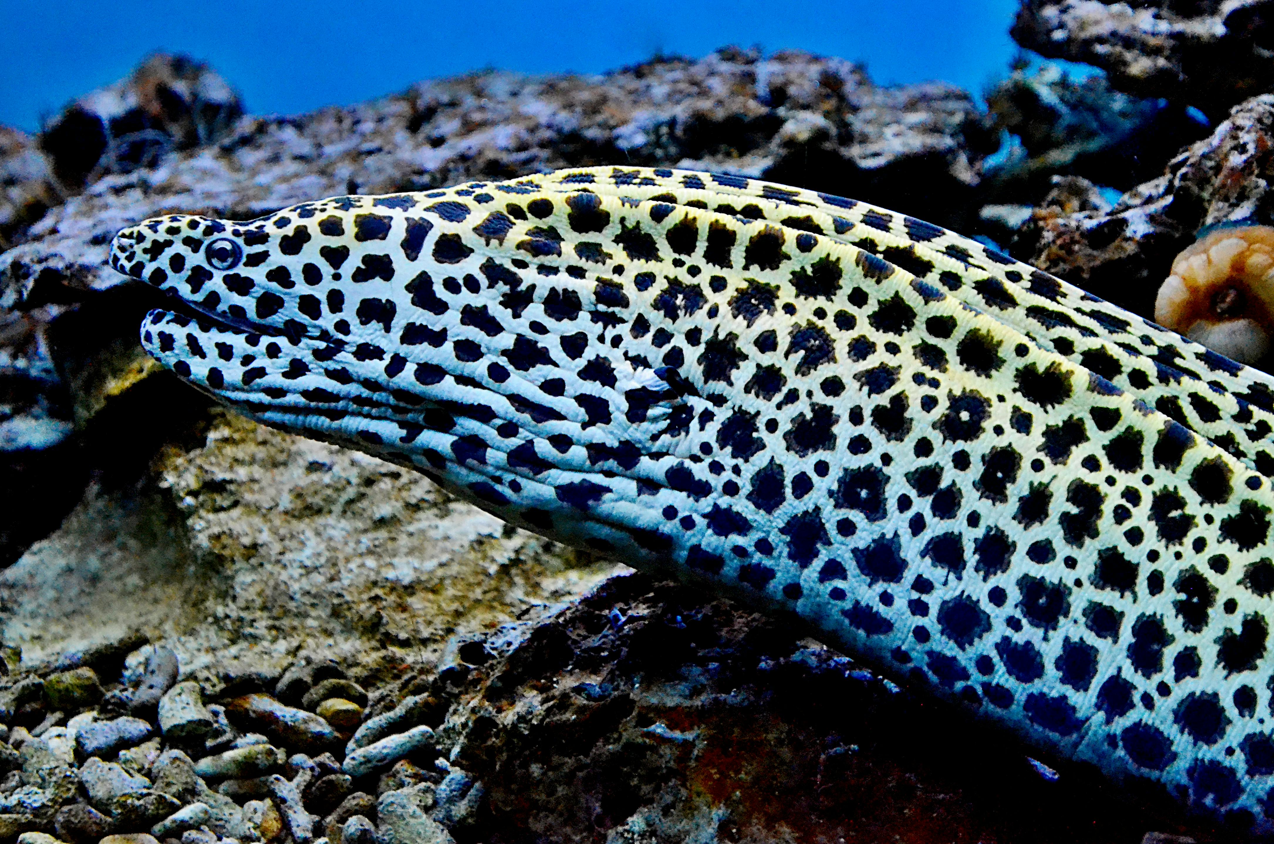 Di Balik Genangan: Reaksi Menhan Prabowo Saat Menyaksikan Pedihnya Pidie Jaya Pascabanjir