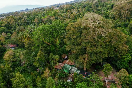 Restorasi Hutan Asli: Mampukah Kita Membangun Masa Depan Hijau Tanpa Keuntungan Finansial untuk Petani?