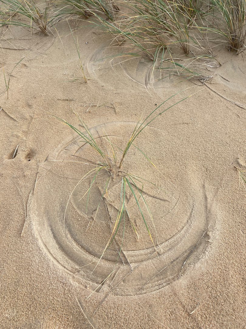 Di Balik Narasi 'Krisis Iklim': Mengapa Prancis Justru Cabut Ribuan Hektar Kebun Anggur?