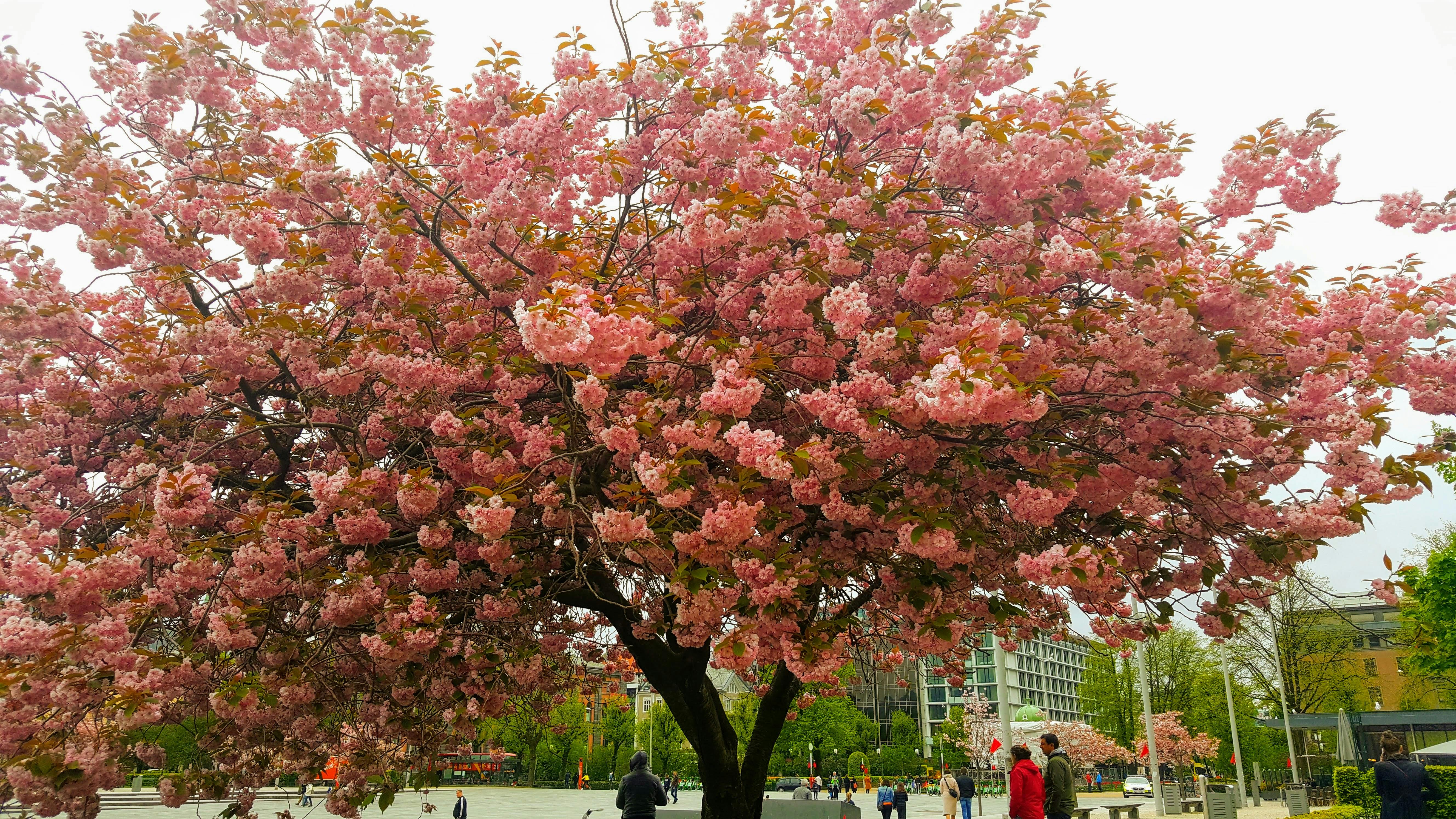 Mensos Risma Senang Dengar Masukan Lulusan PKH: Harapan Baru Kesejahteraan Berkelanjutan Indonesia