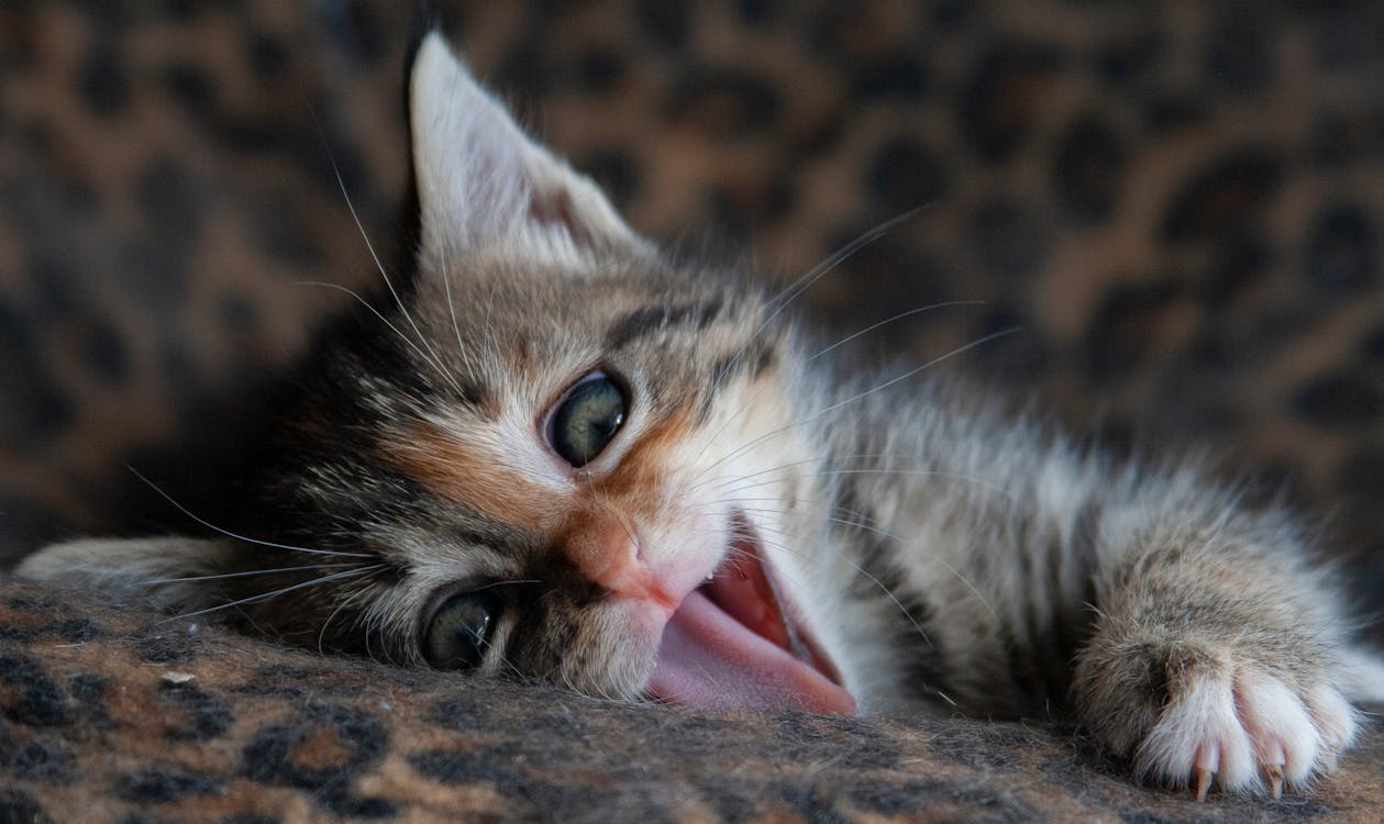 OJK Geram! Finfluencer Diatur, Investor Wajib Melek agar Untung & Aman di Dunia Kripto-Saham