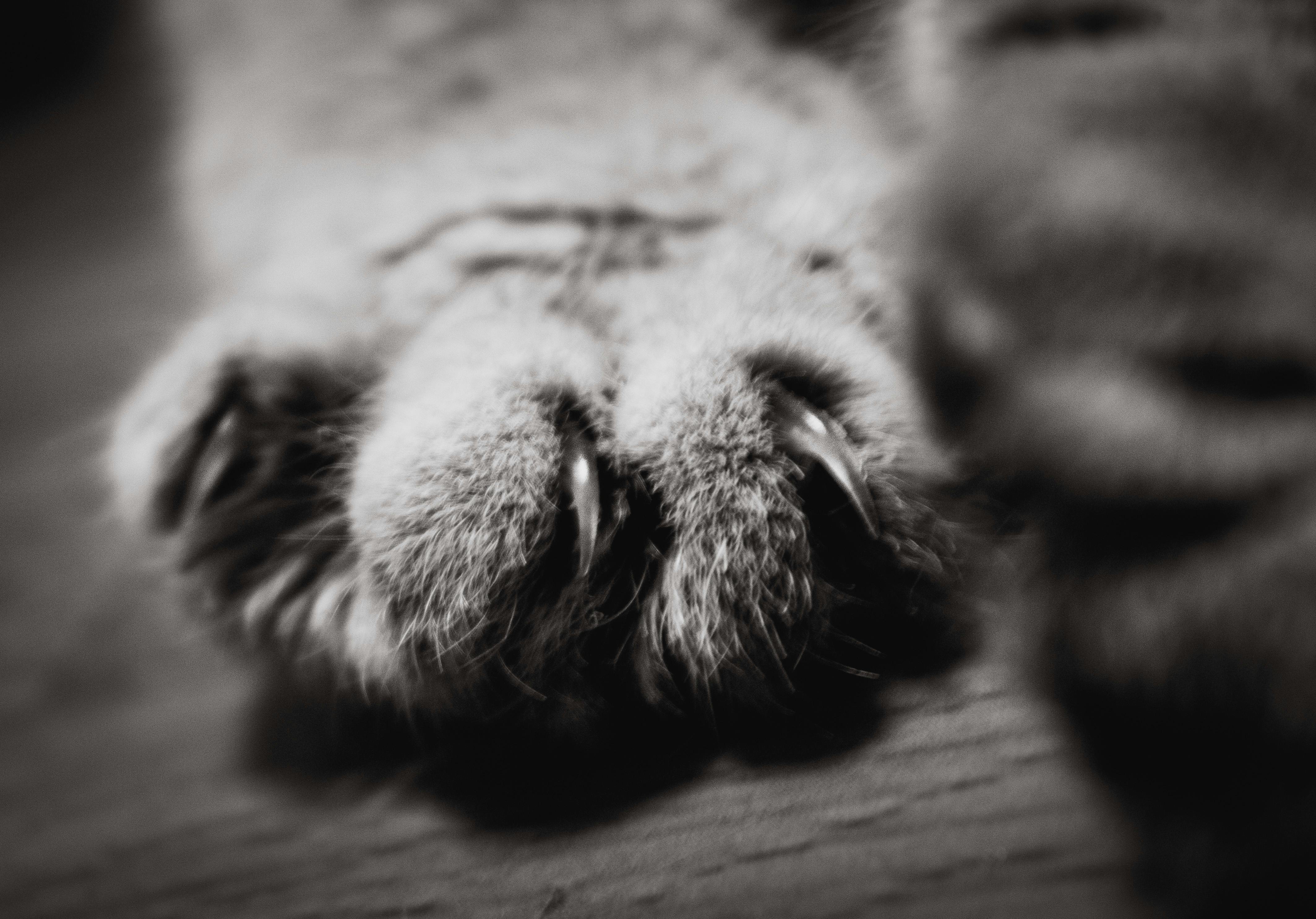 Mengungkap Kekuatan di Balik Laporan Analis: Studi Kasus Argus Research dan Strategi Investasi Anda