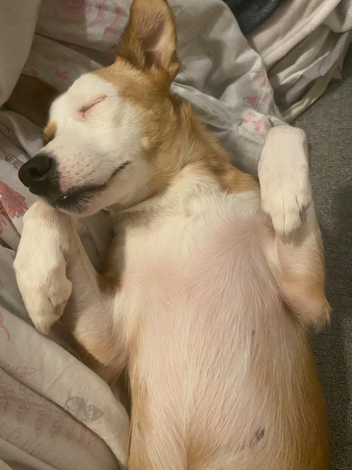 Geger Keracunan Massal di Bogor: BPOM Tutup SPPG, Siapa Jaga Keamanan Jajanan Anak Kita?