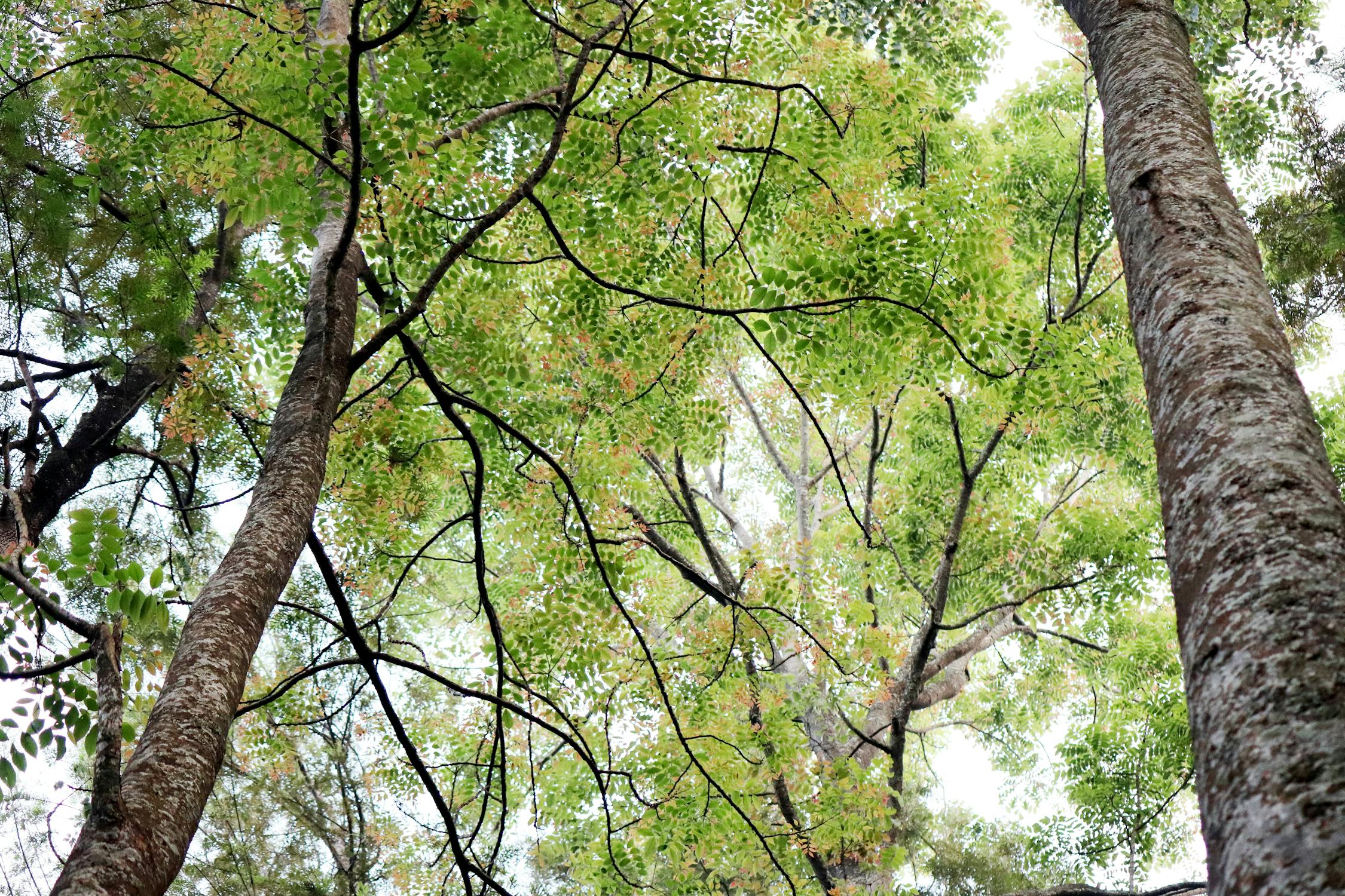 Geger! Assassin's Creed Shadows Umumkan Crossover Attack on Titan GRATIS (Waktu Terbatas!)