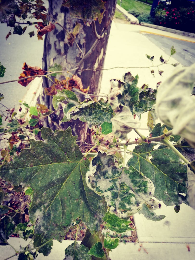 Google Pixel 10 Pro, Pixel Fold, dan Nintendo: Bocoran Misterius Mengguncang Dunia Tech!