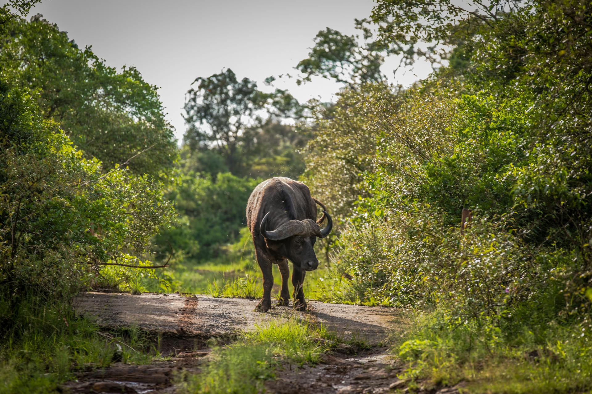 Terobosan Bersejarah: JPMorgan Rangkul Fintech, Mengubah Lanskap Berbagi Data Keuangan