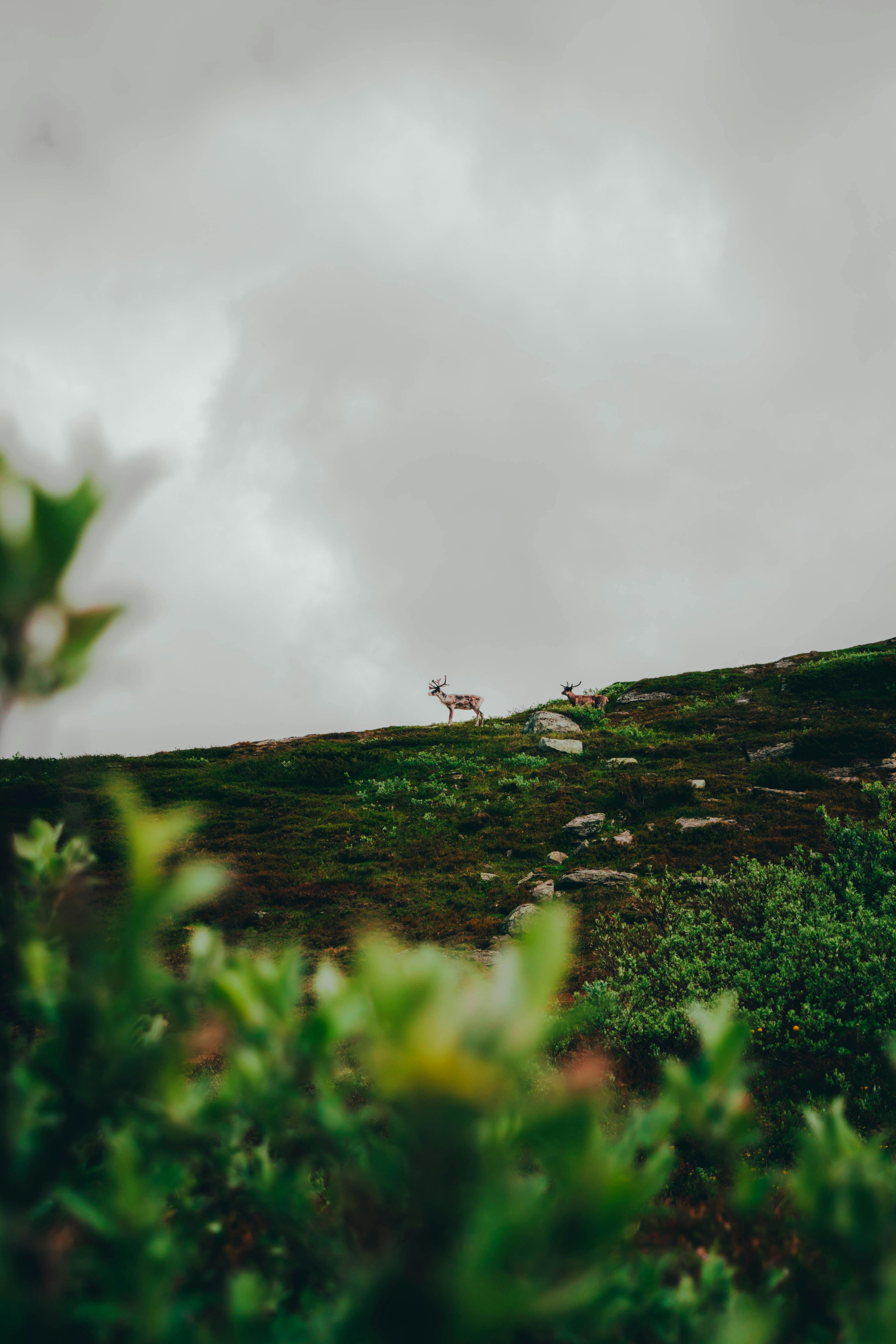 Buka Rahasia AI Amazon: Machine Learning University Kini Open Source untuk Semua!