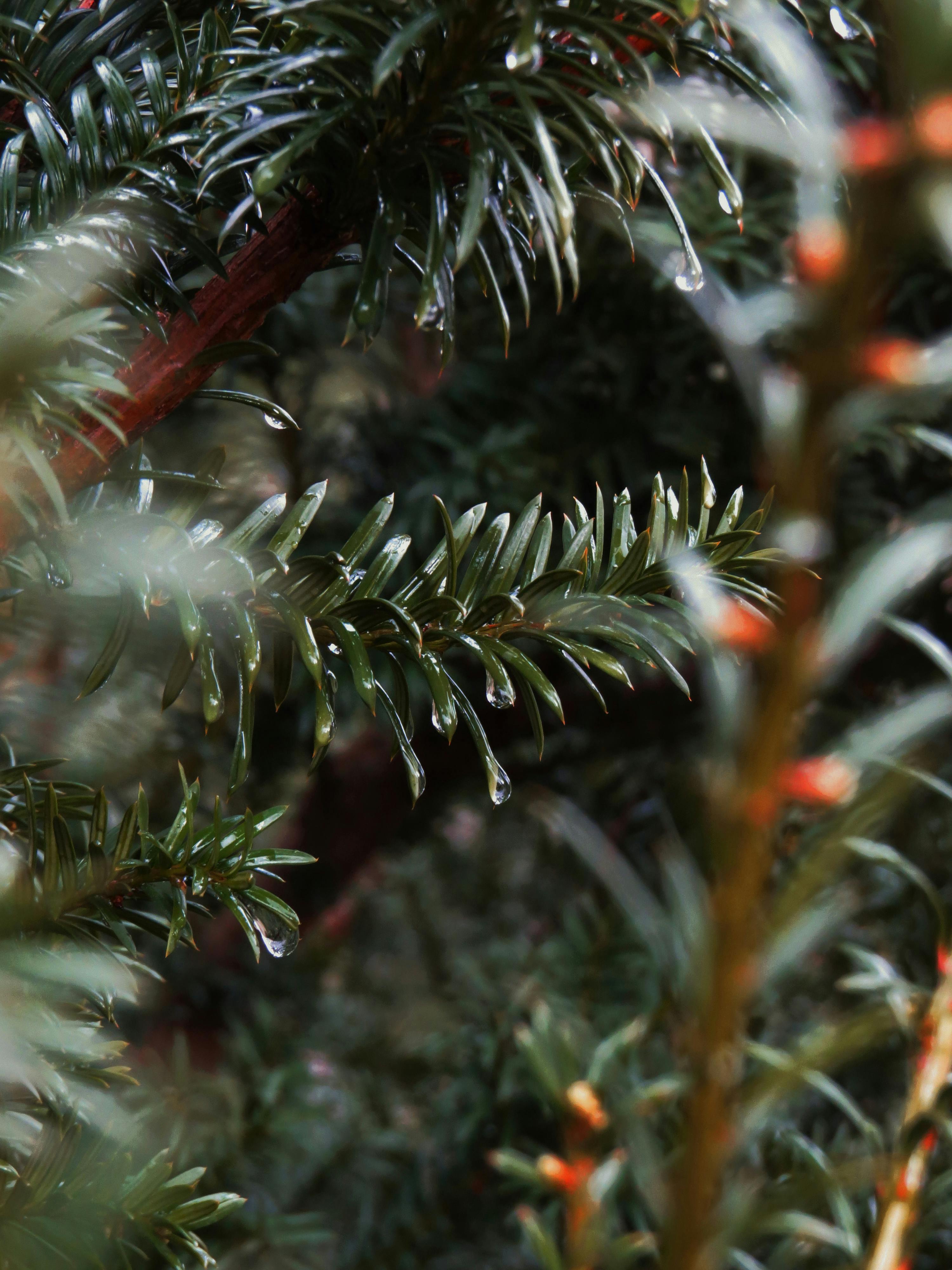 Rumble, Tether, dan $150 Juta: Mengungkap Aliansi Raksasa untuk Mendominasi Masa Depan AI