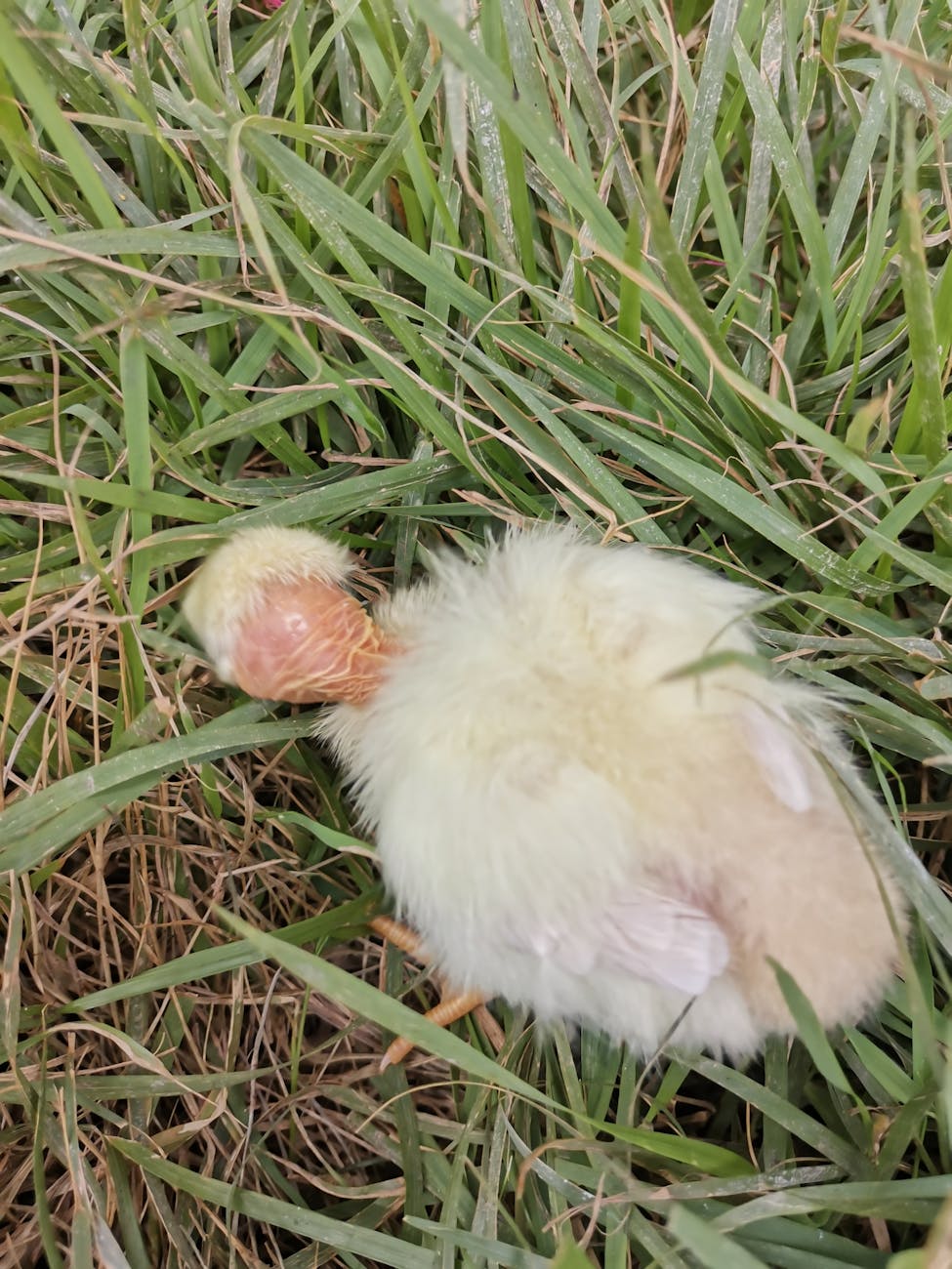 Guncangan Ekonomi: Shutdown Blokir $5 Miliar dari UMKM, Mengancam 'Trump Economic Comeback'?