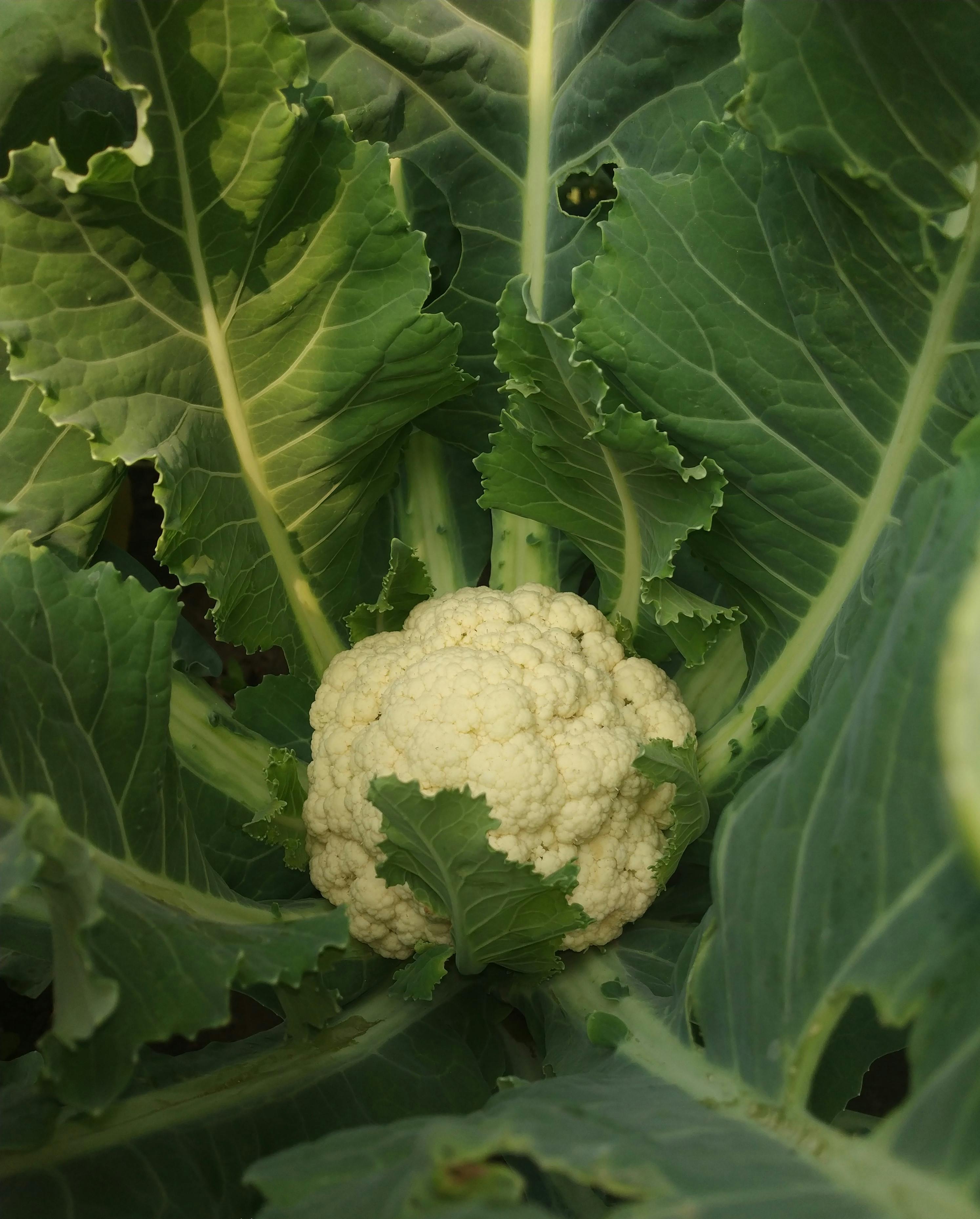 Indonesia Siap Jadi Pusat Energi Hijau Global: Ini Dia Peluang Investasi Triliunan Rupiah di Sektor Surya dan Geotermal!