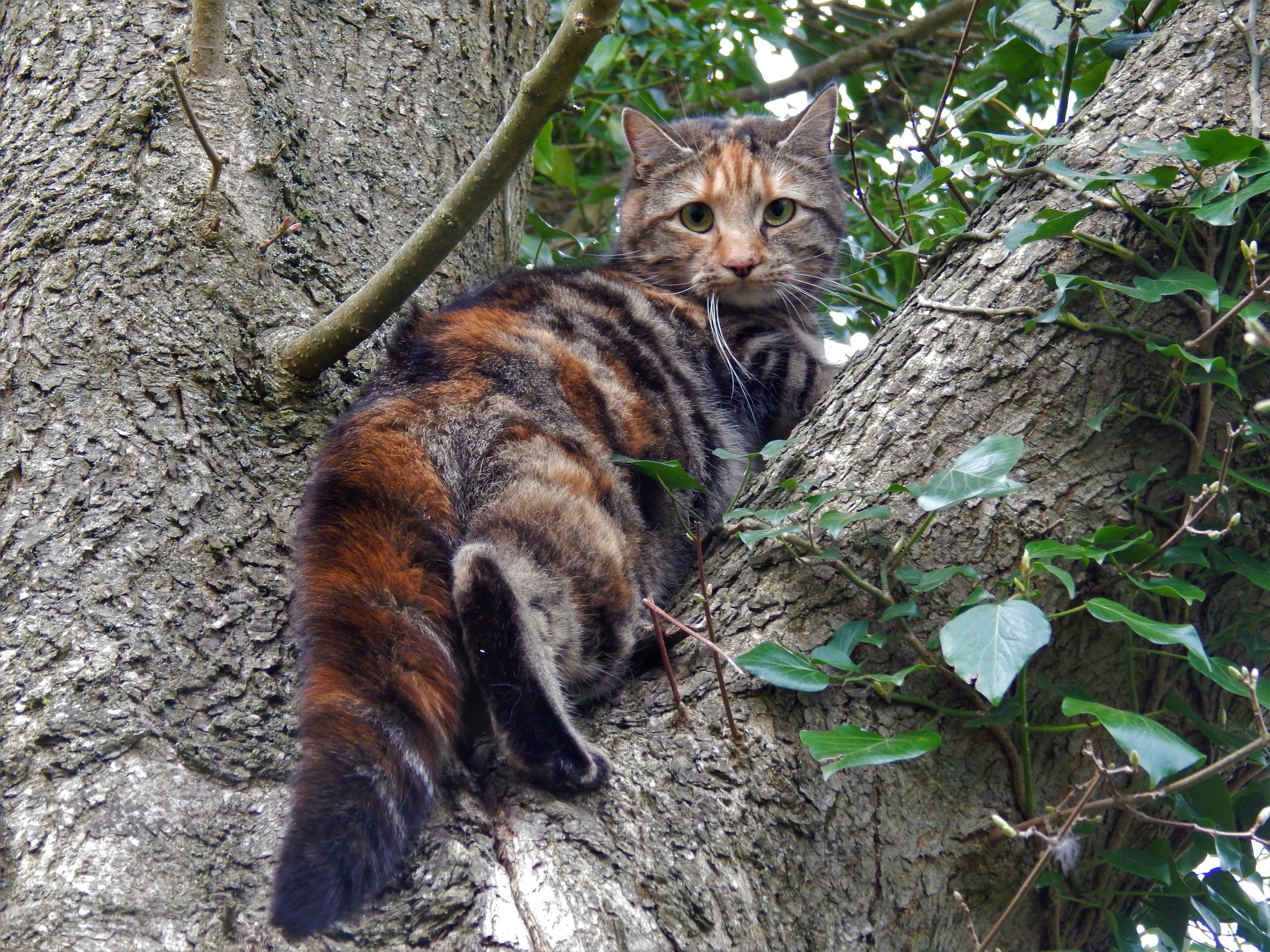 Fallout 76: Burning Springs Telah Tiba! Siapkah Anda Hadapi Api Baru di Appalachia?