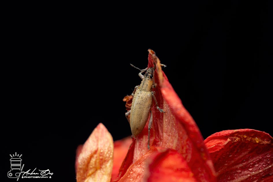 Kontroversi Soeharto Pahlawan Nasional: Menteri Sosial Mengajak 'Mengingat yang Baik', Bagaimana Sejarah Memandang?