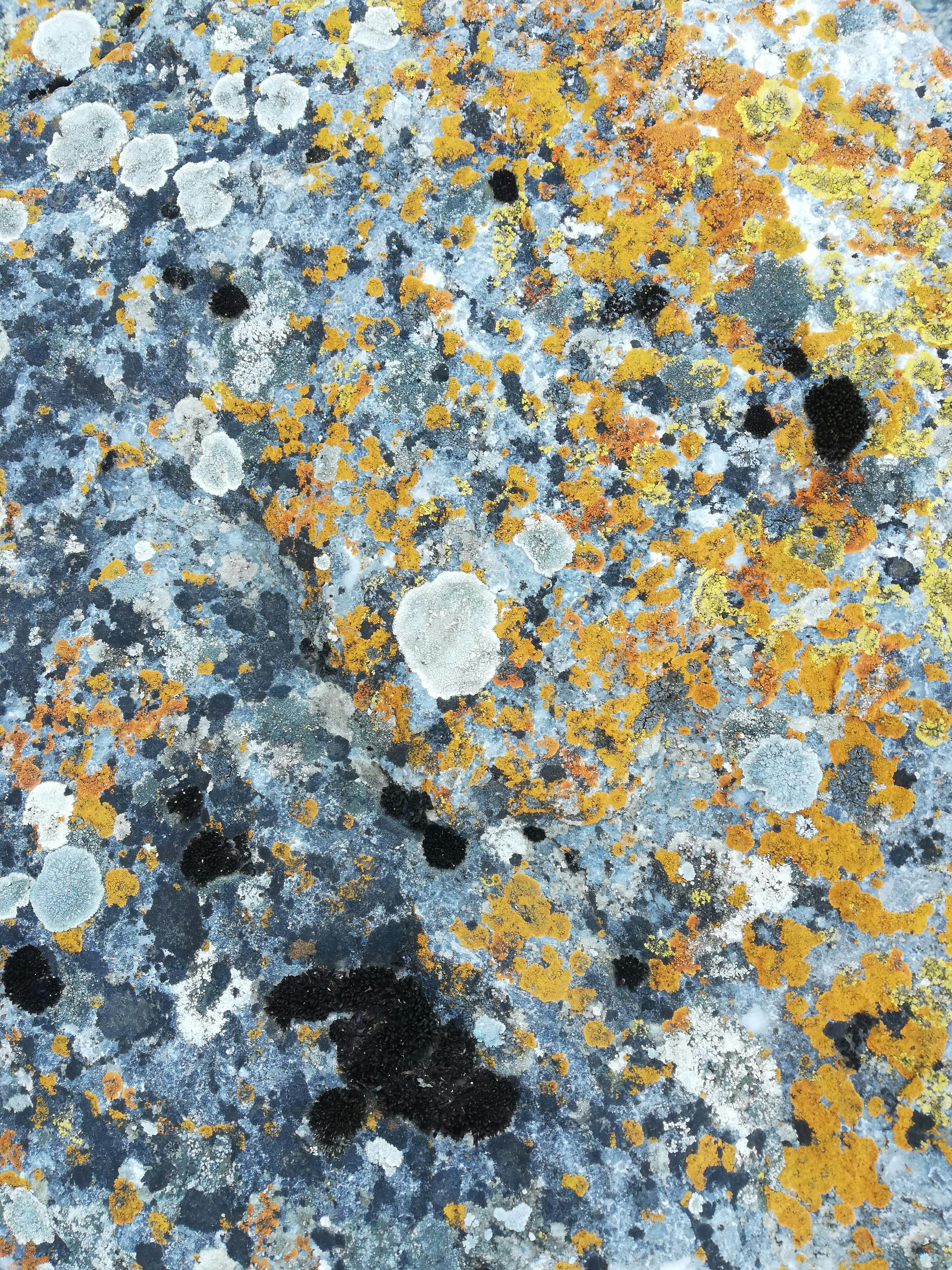 Di Balik Respons Jokowi: Menguak Polemik Gelar Pahlawan Soeharto yang Tak Pernah Padam