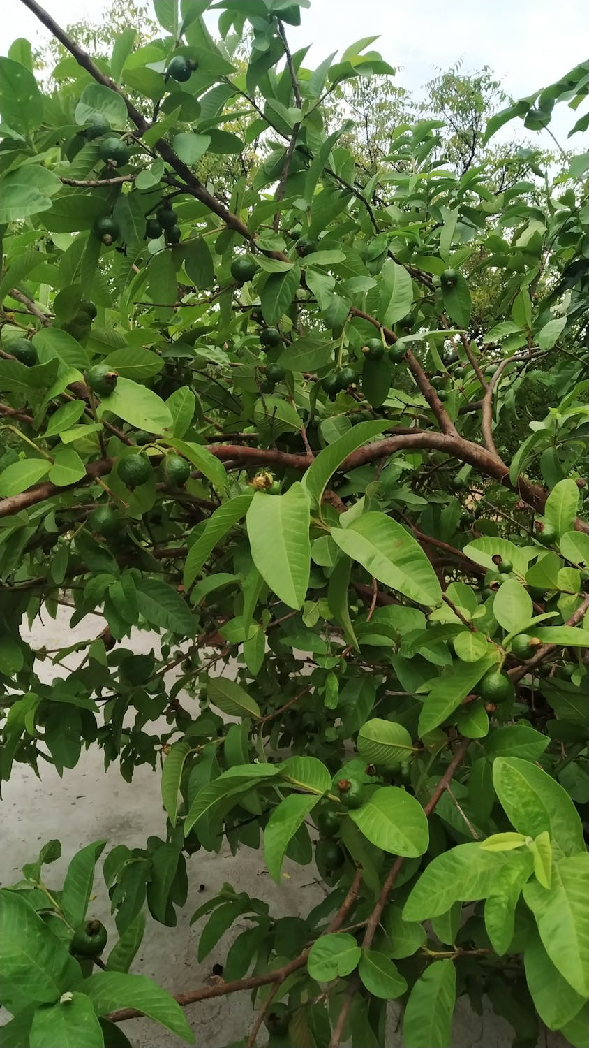 Sragen Berbinar! Ratu Maxima Belanda dan Misi Rahasia Inklusi Keuangan di Jantung Industri Garmen Indonesia