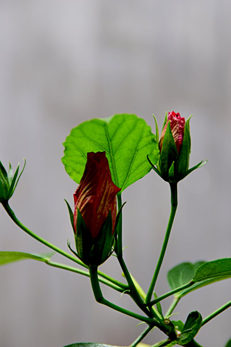 Dapur MBG: Kisah Solidaritas dan Inovasi yang Menghangatkan Hati Korban Bencana di Sumatera!