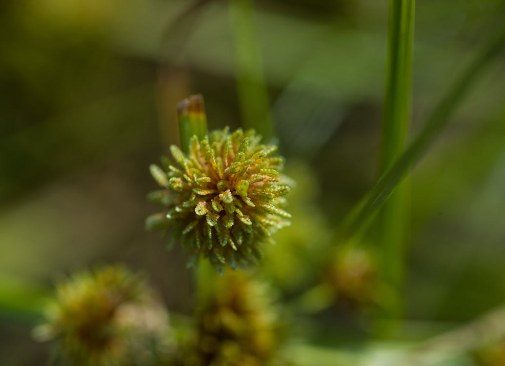 Gebrak Pasar! Meme Coin BONK dan Solana Kini Resmi Hadir di Bursa Swiss Melalui ETP Inovatif