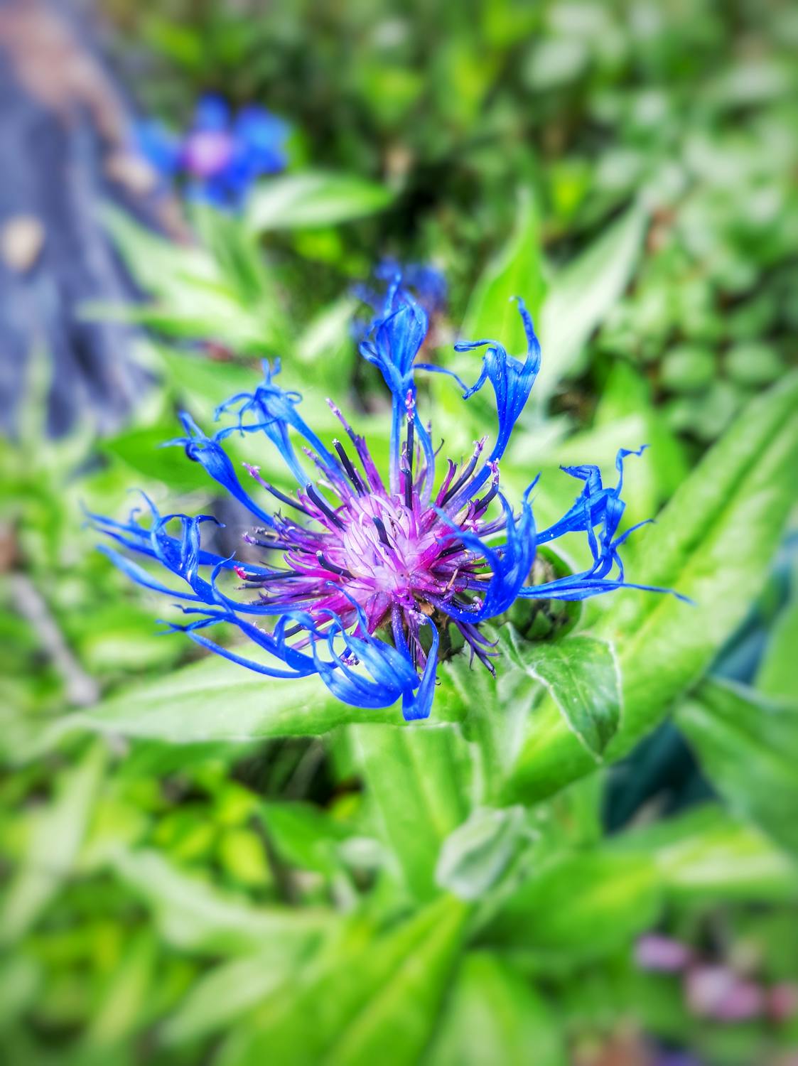 Abacus.AI Menjelajahi Masa Depan Enterprise AI: Jujur Tentang ChatLLM dan DeepAgent (Pandangan 2025)