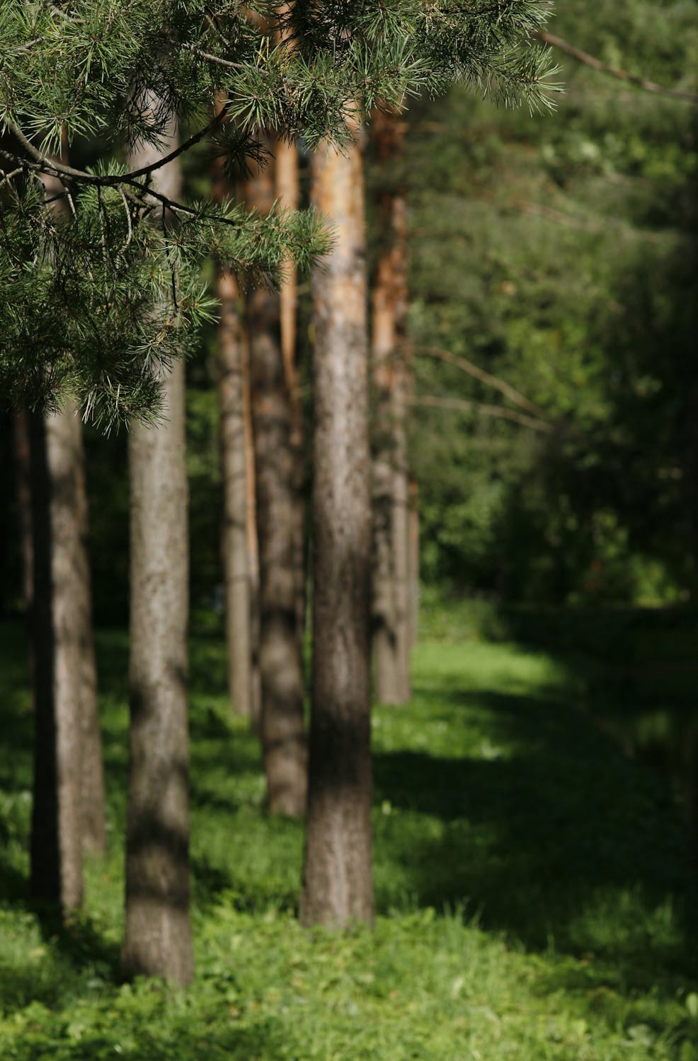 Diskors Karena Tak Anggap Soeharto Pahlawan: Mahasiswa UTA '45 dan Pertarungan Narasi Sejarah