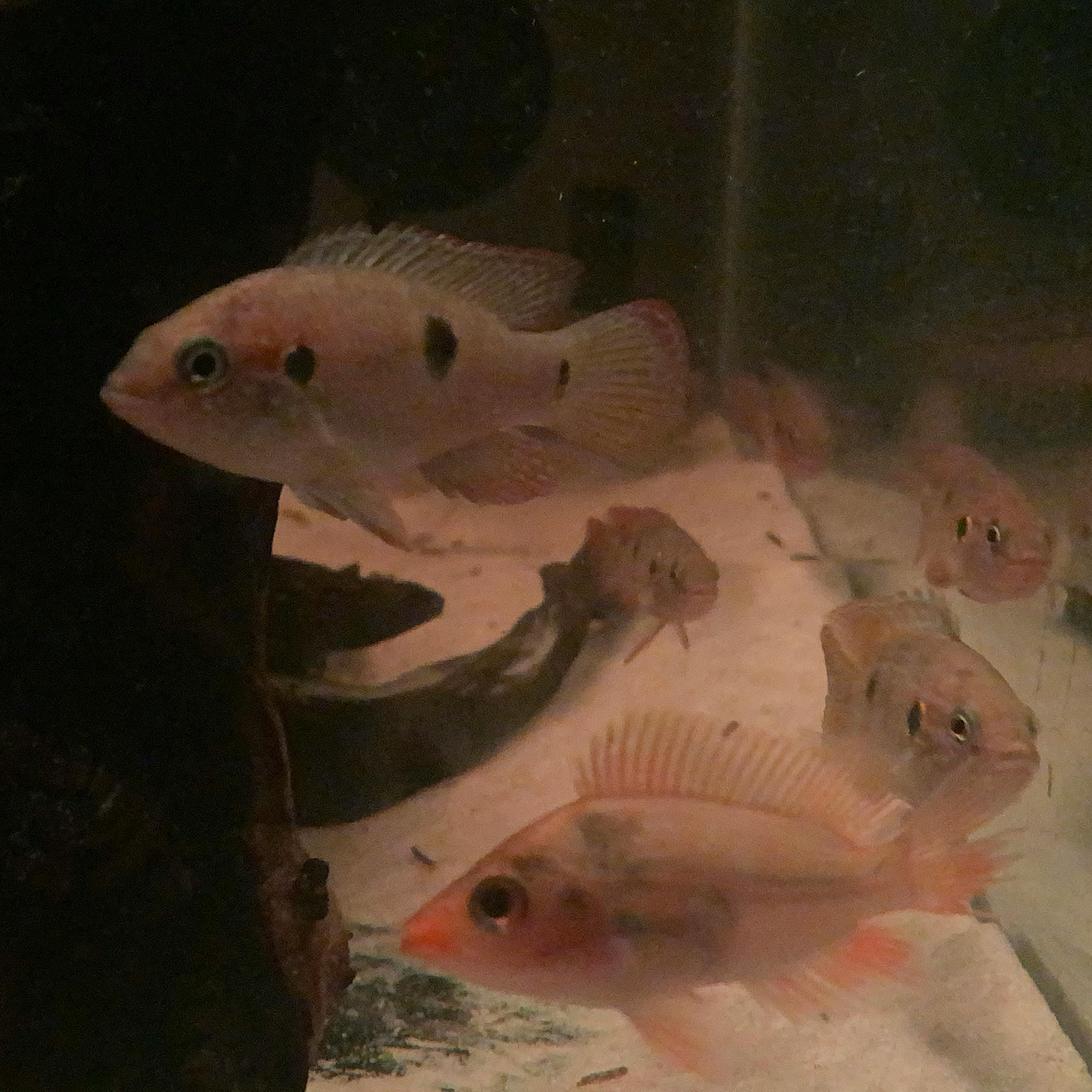 Duka di Cilacap: Kisah Heroik Pencarian dan 6 Korban Longsor yang Ditemukan di Hari Ketiga