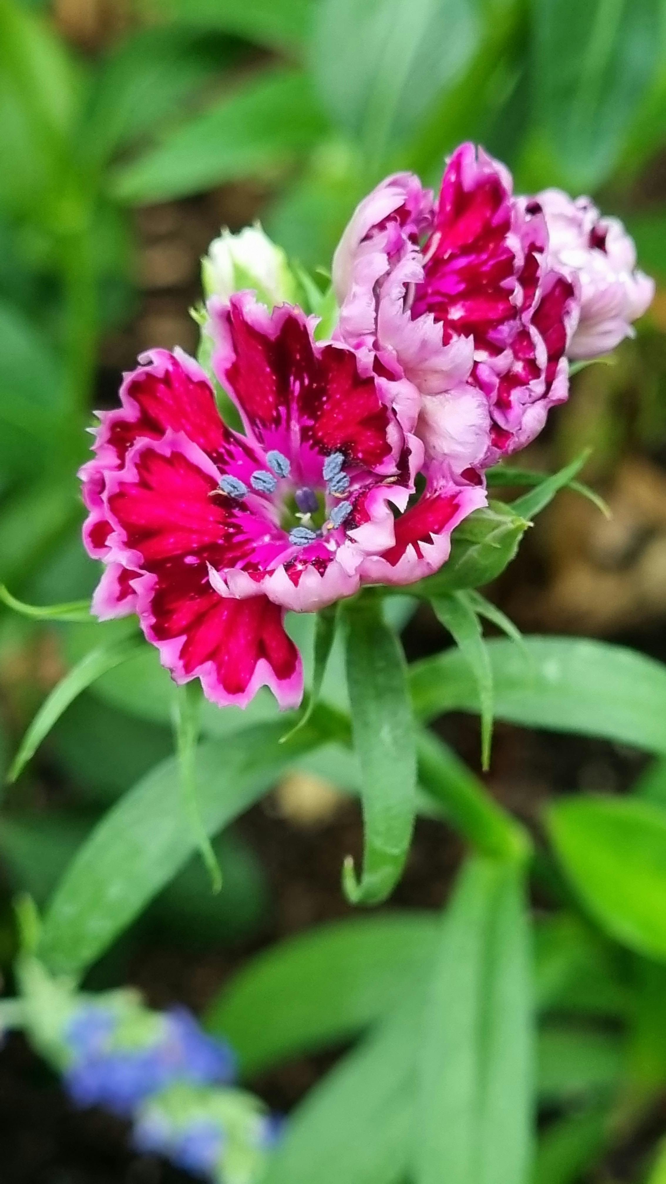 Terbongkar! Misi $85 Miliar Trump untuk Amankan Pasokan Rare Earths: Perang Dingin Mineral Dimulai?