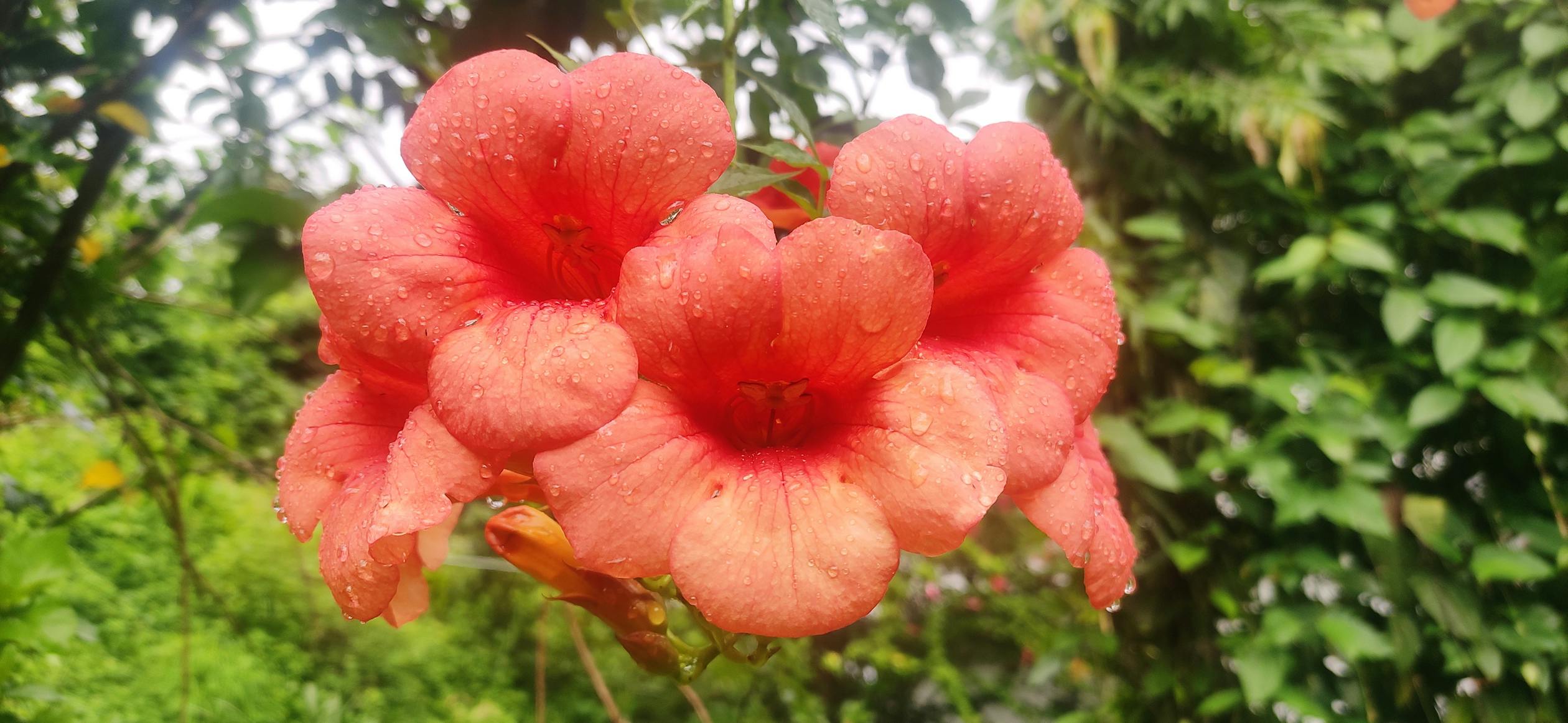 Reforma Agraria: Kunci Sukses Petani Anggur Duyu dari Keterpurukan ke Puncak Kejayaan