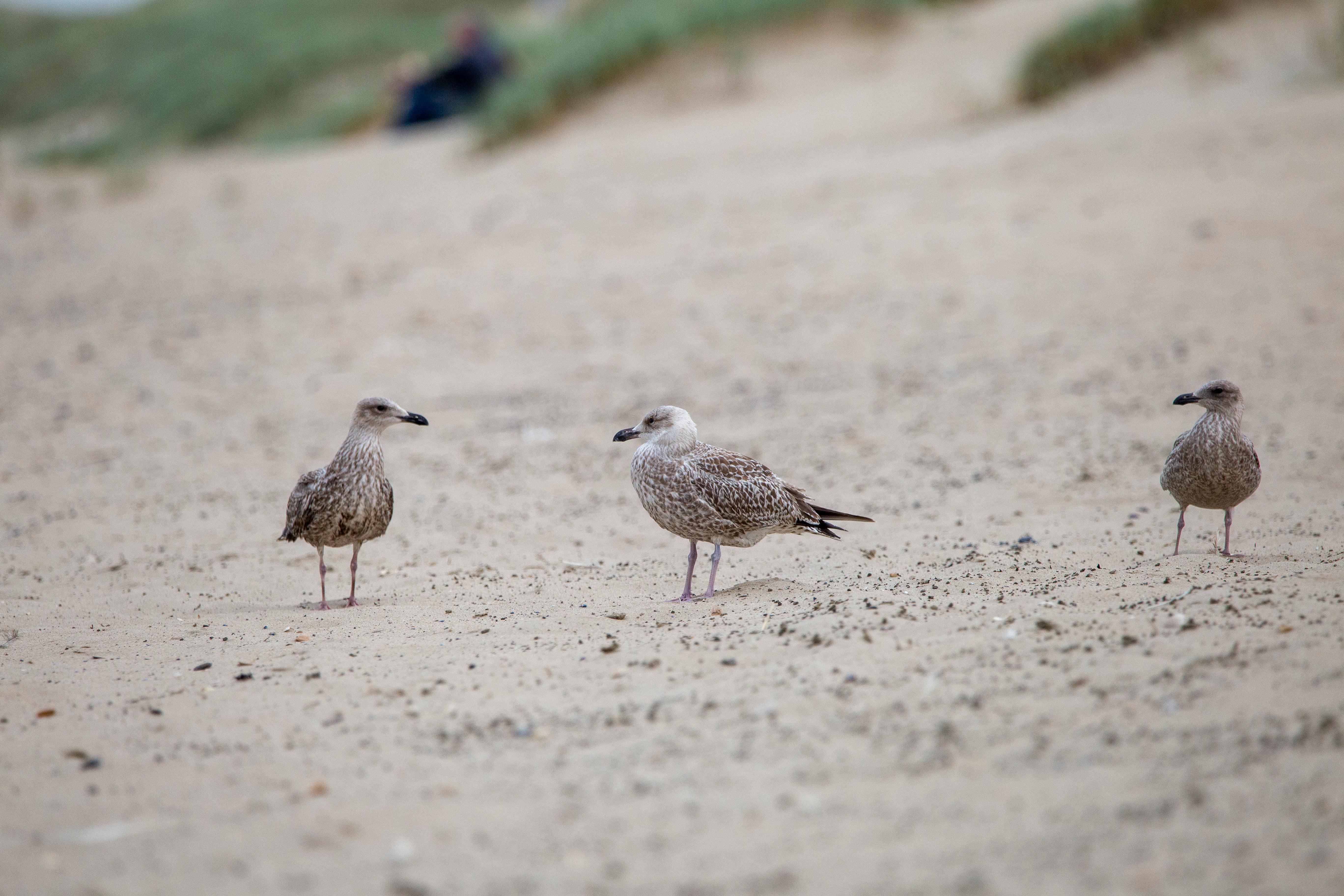 YouTube Geger! Deepfake Jensen Huang NVIDIA Promosi Scam Kripto, Lebih Populer dari Acara Asli?