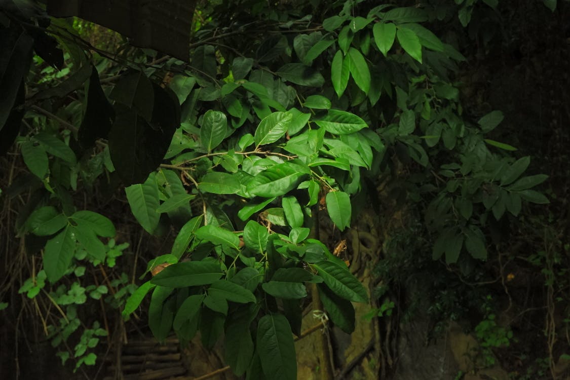 Manipur Melangkah Maju: Meninjau Kembali Inisiatif Komite Rehabilitasi IDP di Tengah Tantangan Konflik