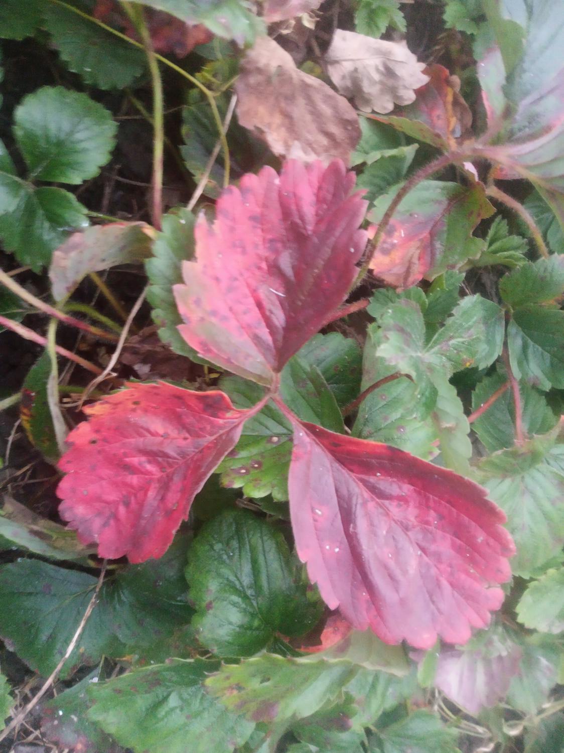 PLN dan Pemda Taput: Kolaborasi Emas Pulihkan Listrik dan Salurkan Bantuan Pasca-Gangguan