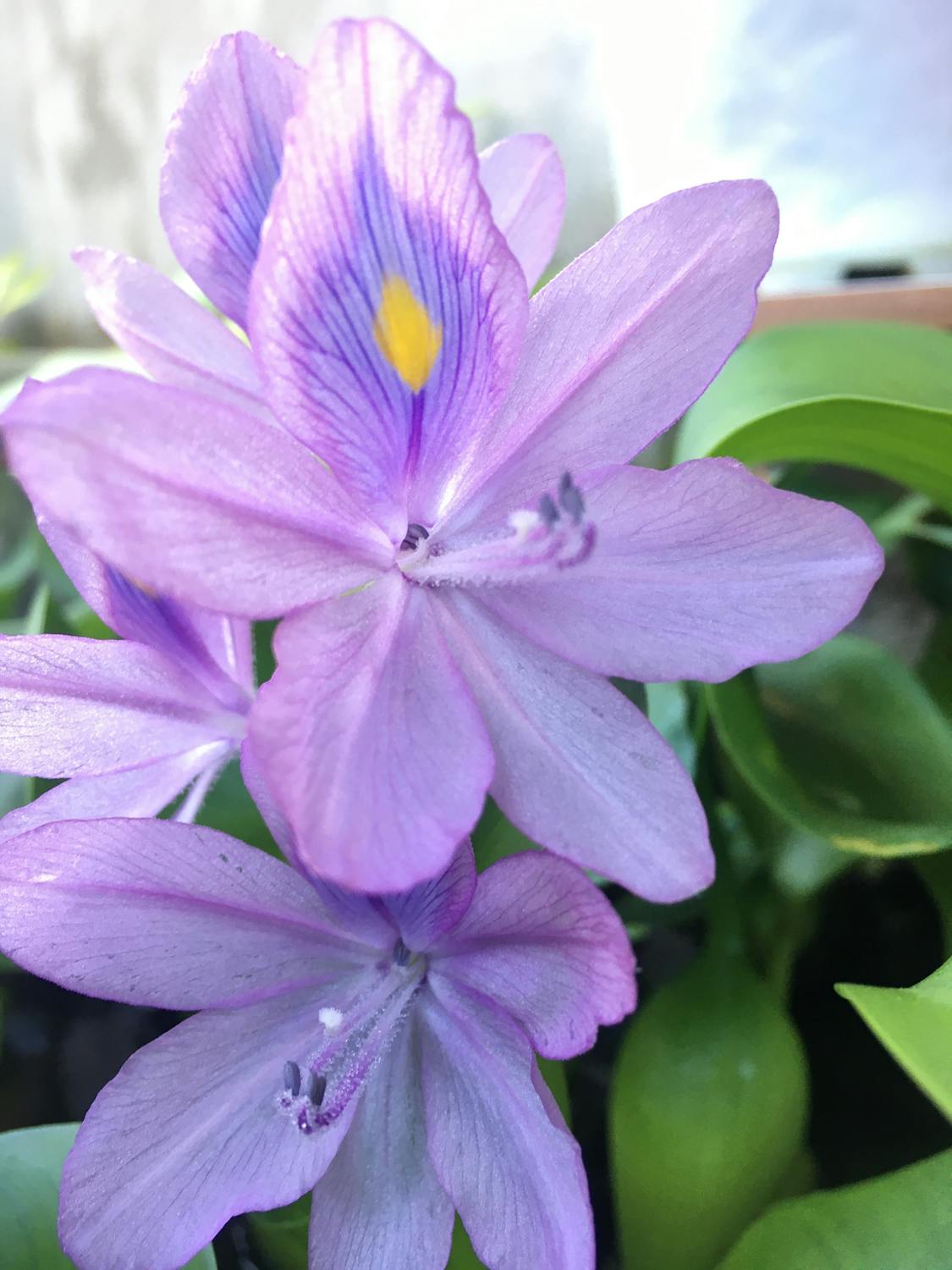 Pasar Saham AS Bergejolak: Nasdaq dan S&P 500 Terkapar Pasca Liburan – Ada Apa Dibalik Penurunan Ini?